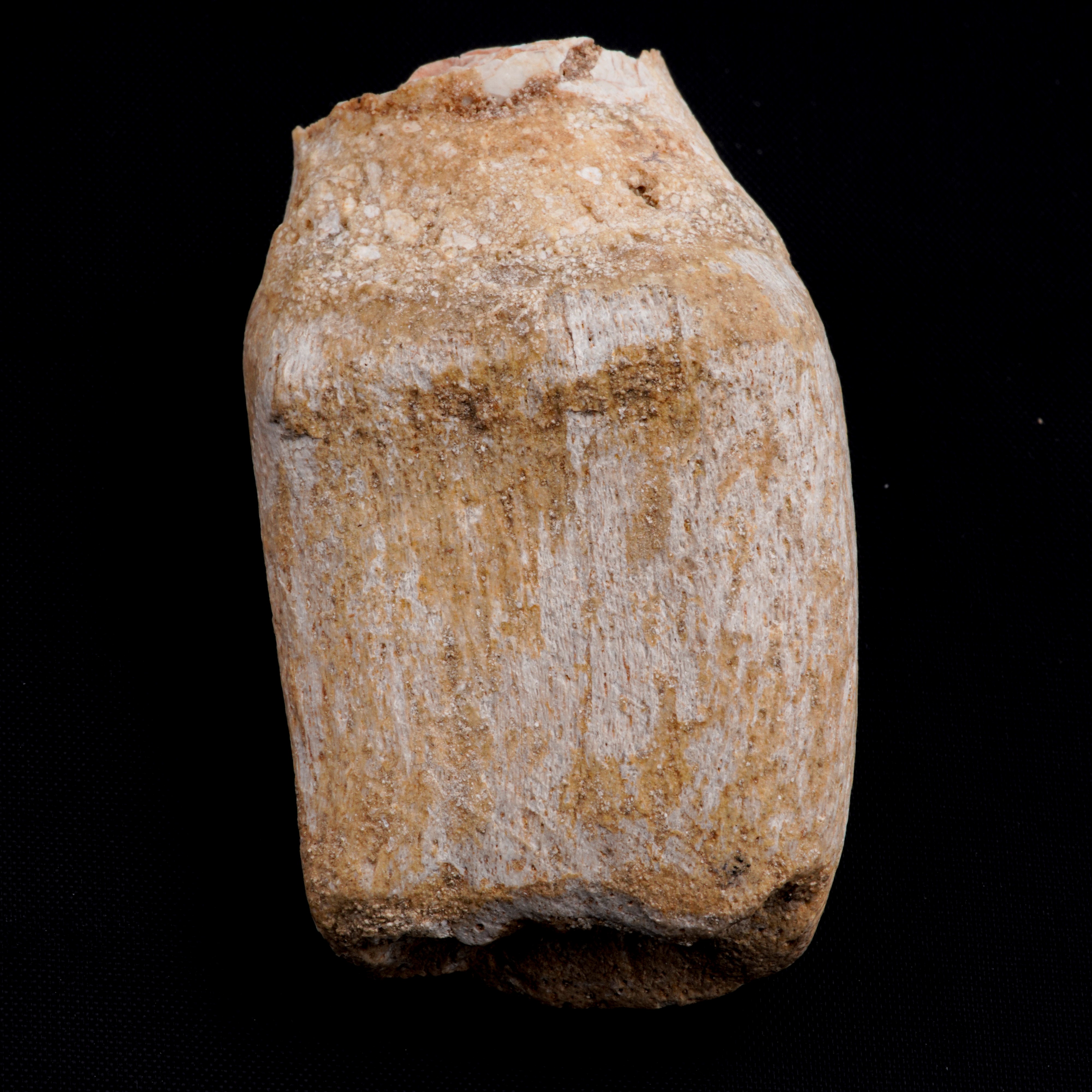 Mosasauro Sp. Pezzi Fossili. Due Denti Senza Radica, una Rdice di Dente, una Vertebra. (cretacico...