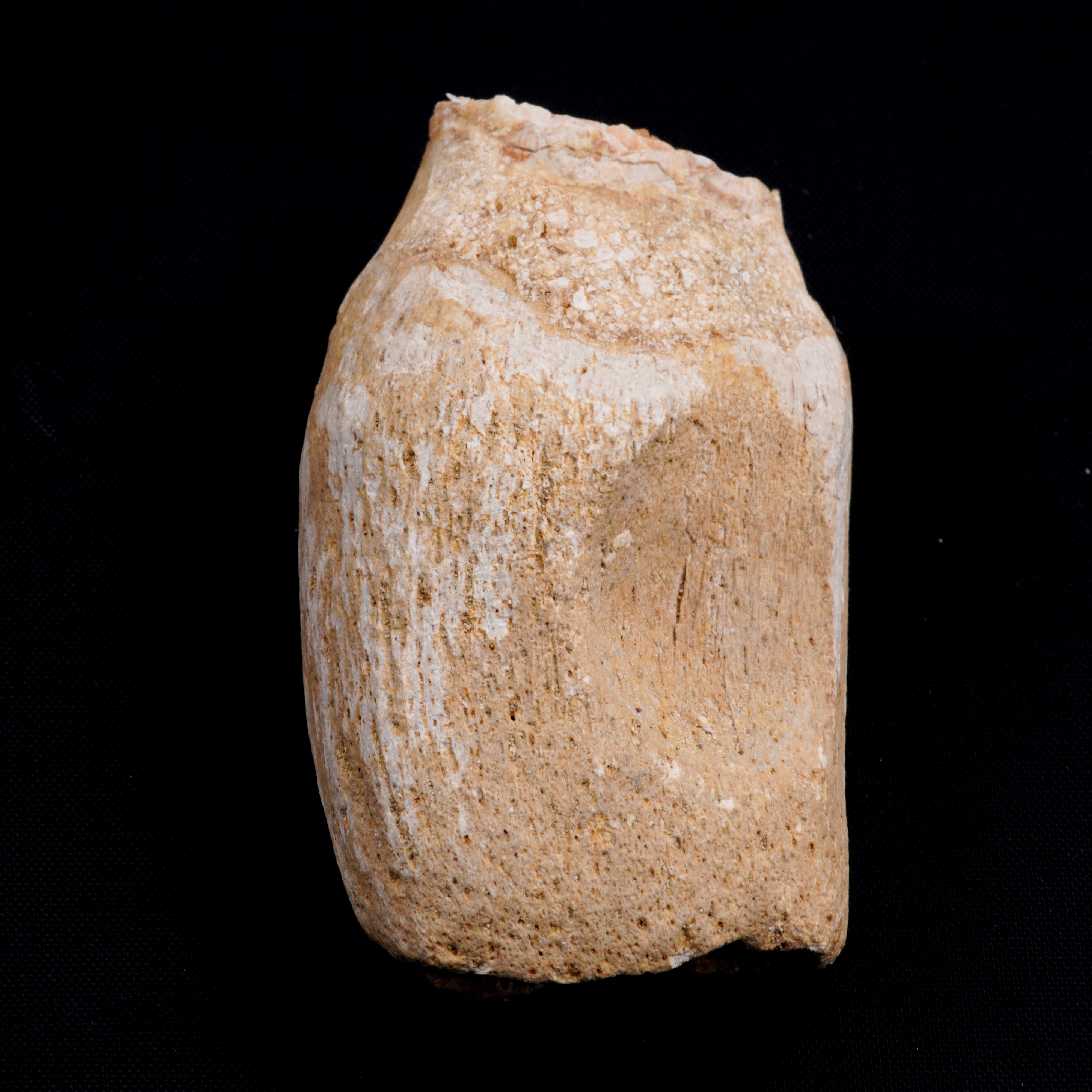 Mosasauro Sp. Pezzi Fossili. Due Denti Senza Radica, una Rdice di Dente, una Vertebra. (cretacico...