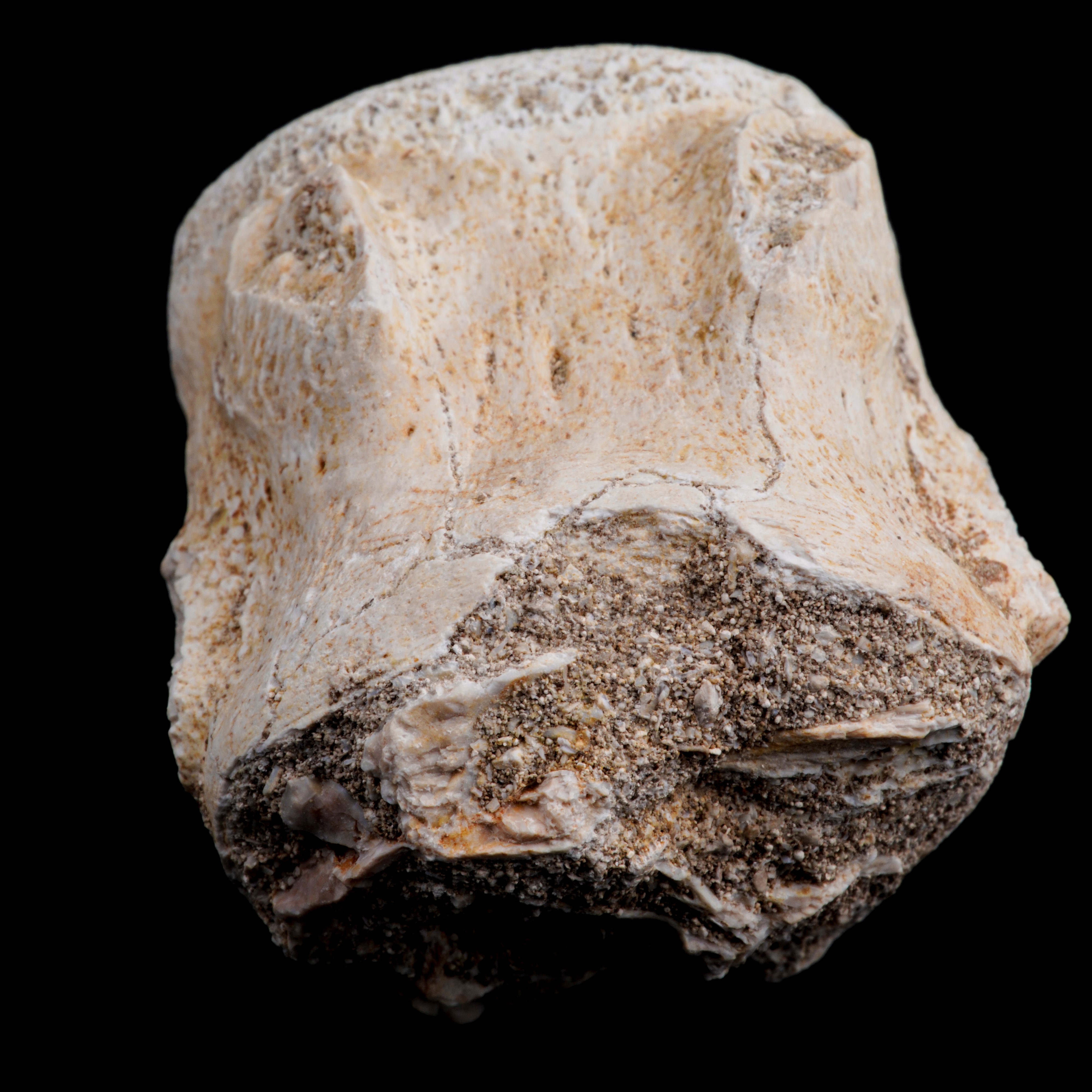 Mosasauro Sp. Pezzi Fossili. Due Denti Senza Radica, una Rdice di Dente, una Vertebra. (cretacico...