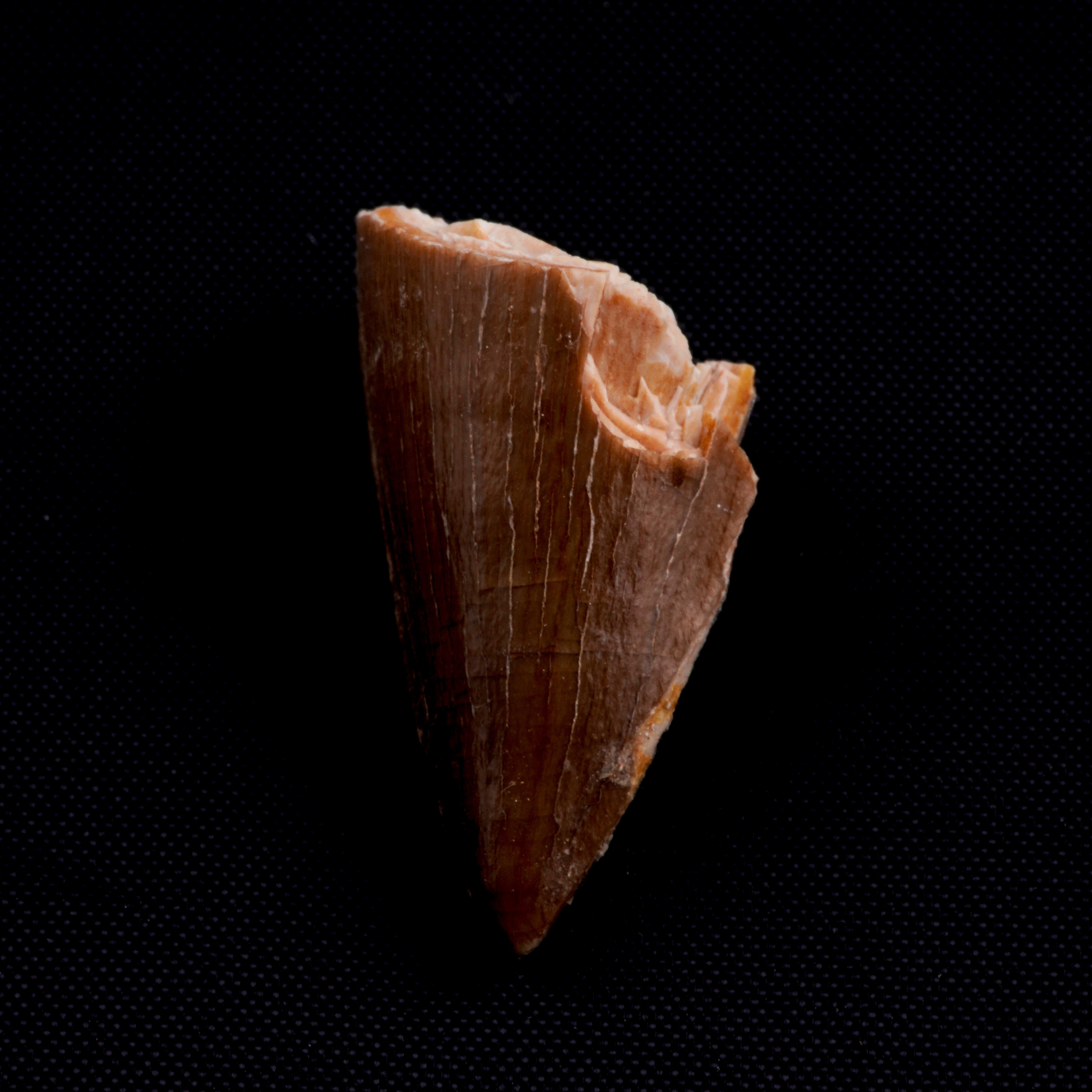 Mosasauro Sp. Pezzi Fossili. Due Denti Senza Radica, una Rdice di Dente, una Vertebra. (cretacico...