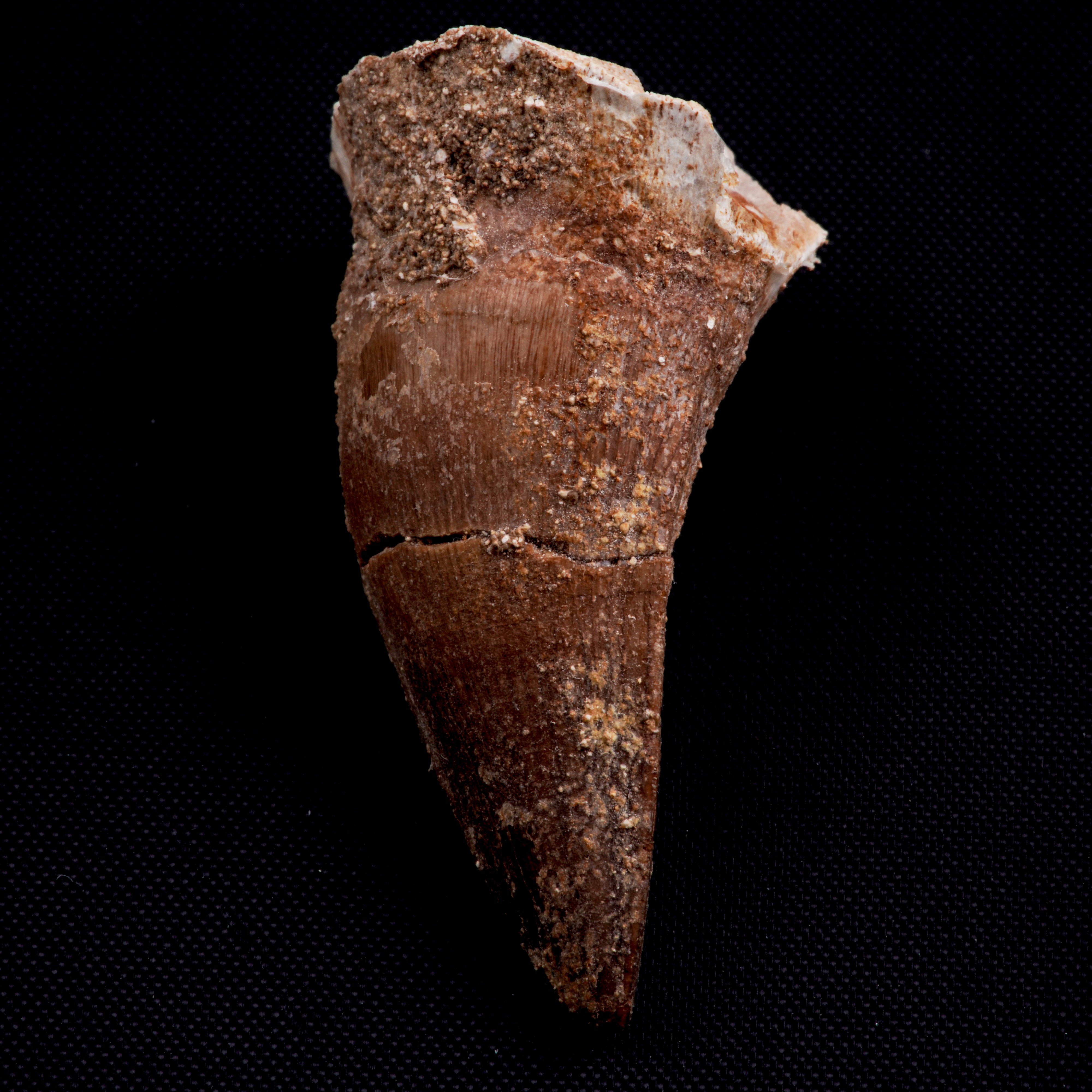 Mosasauro Sp. Pezzi Fossili. Due Denti Senza Radica, una Rdice di Dente, una Vertebra. (cretacico...