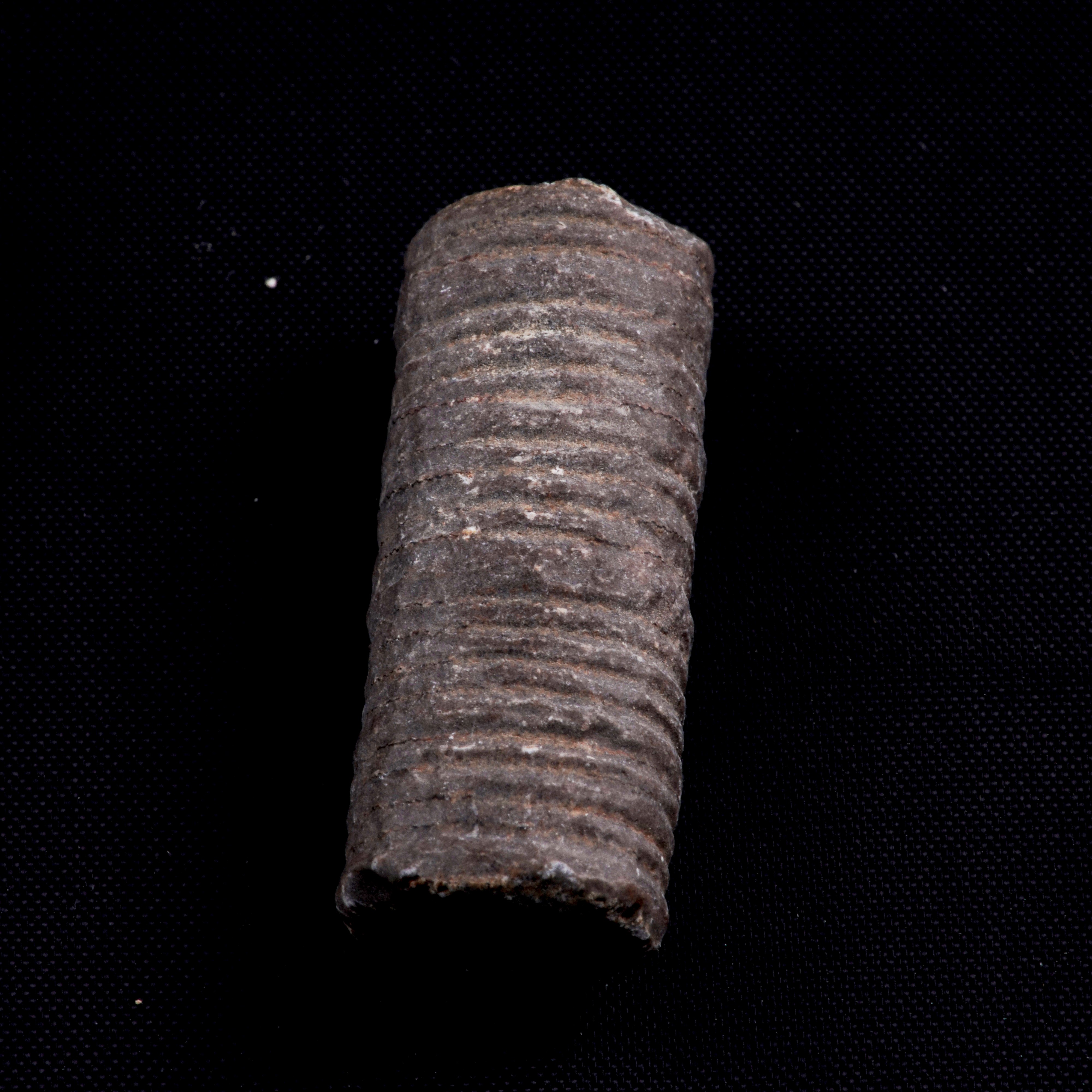 Mosasauro Sp. Pezzi Fossili. Due Denti Senza Radica, una Rdice di Dente, una Vertebra. (cretacico...