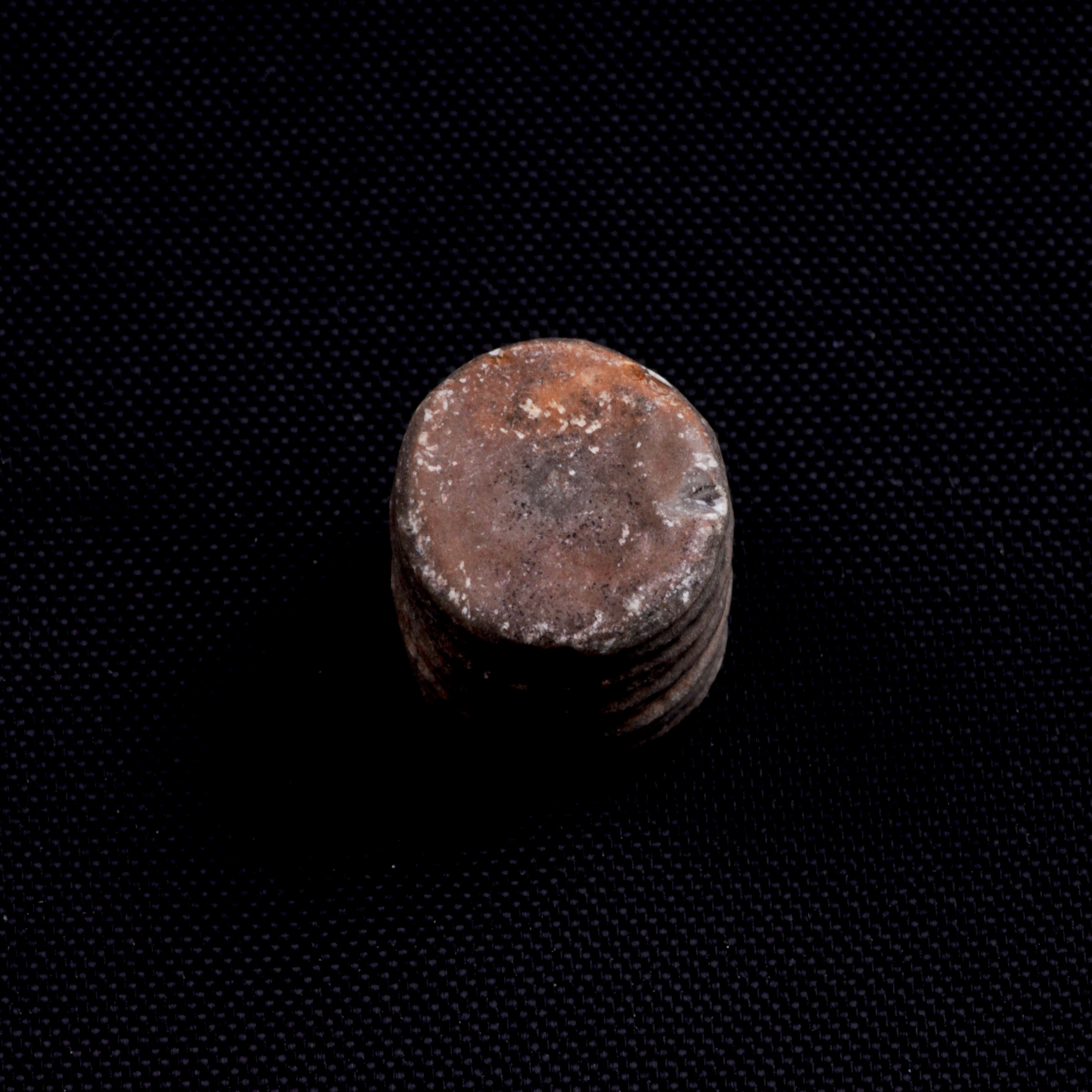 Mosasauro Sp. Pezzi Fossili. Due Denti Senza Radica, una Rdice di Dente, una Vertebra. (cretacico...