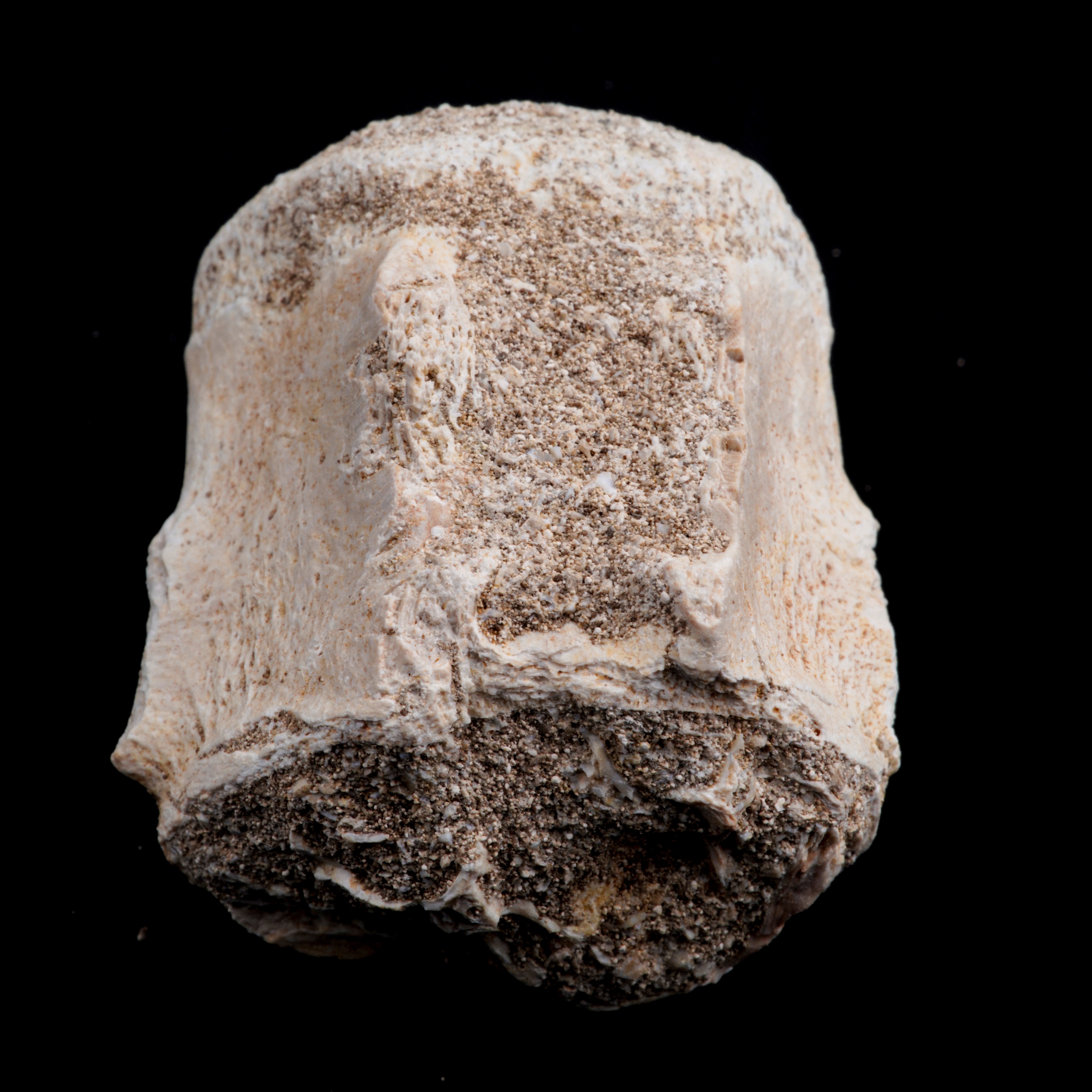 Mosasauro Sp. Pezzi Fossili. Due Denti Senza Radica, una Rdice di Dente, una Vertebra. (cretacico...