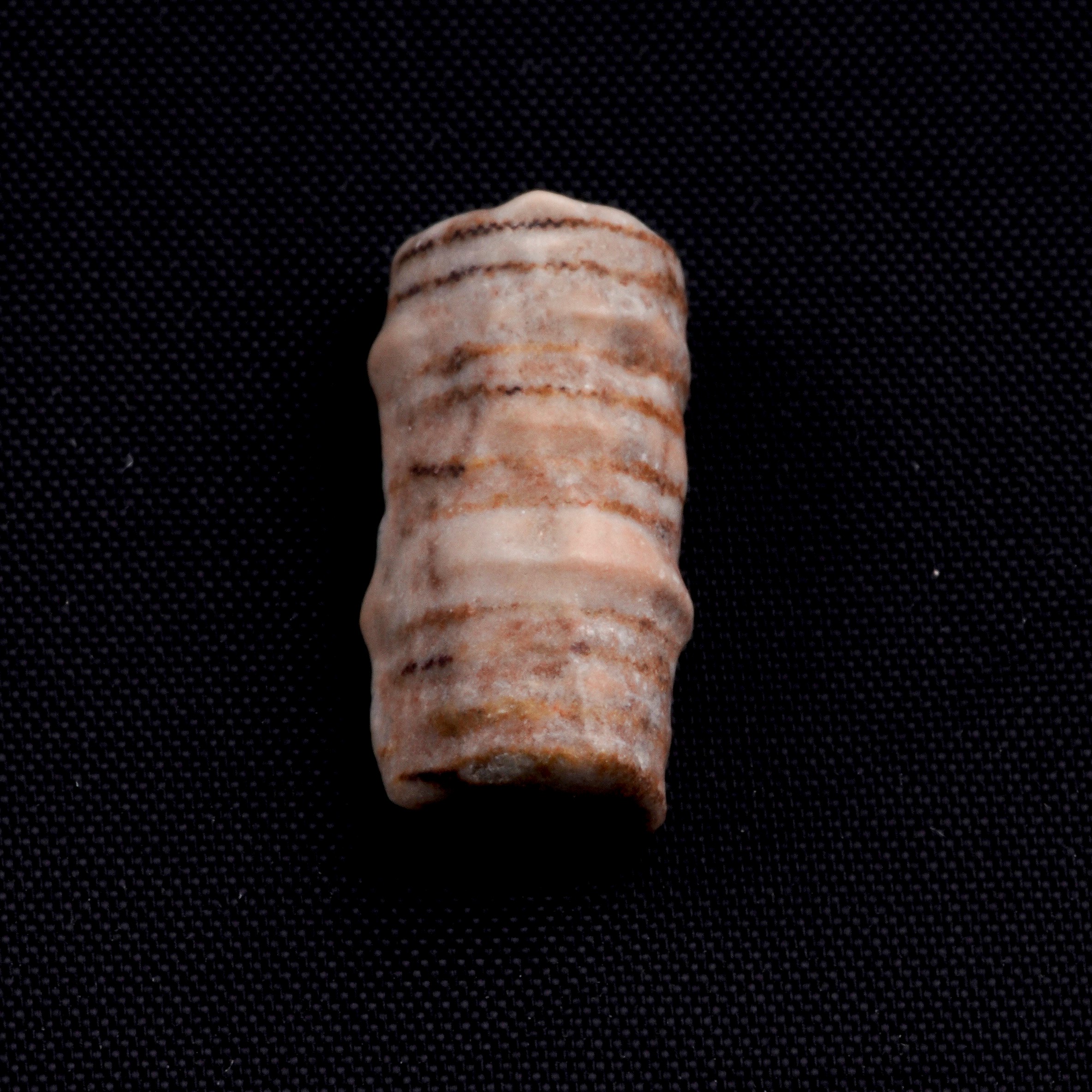 Mosasauro Sp. Pezzi Fossili. Due Denti Senza Radica, una Rdice di Dente, una Vertebra. (cretacico...