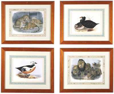 Quattro Stampe Raffiguranti Speci Animali