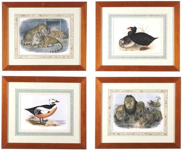 Quattro stampe raffiguranti speci animali