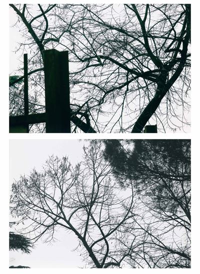 Lotto di Due Fotografie Trees