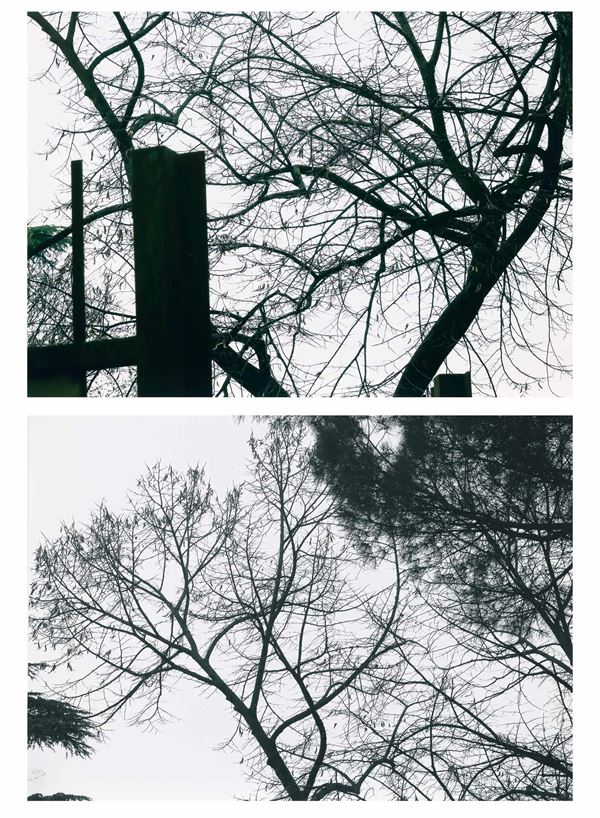 lotto di due fotografie Trees