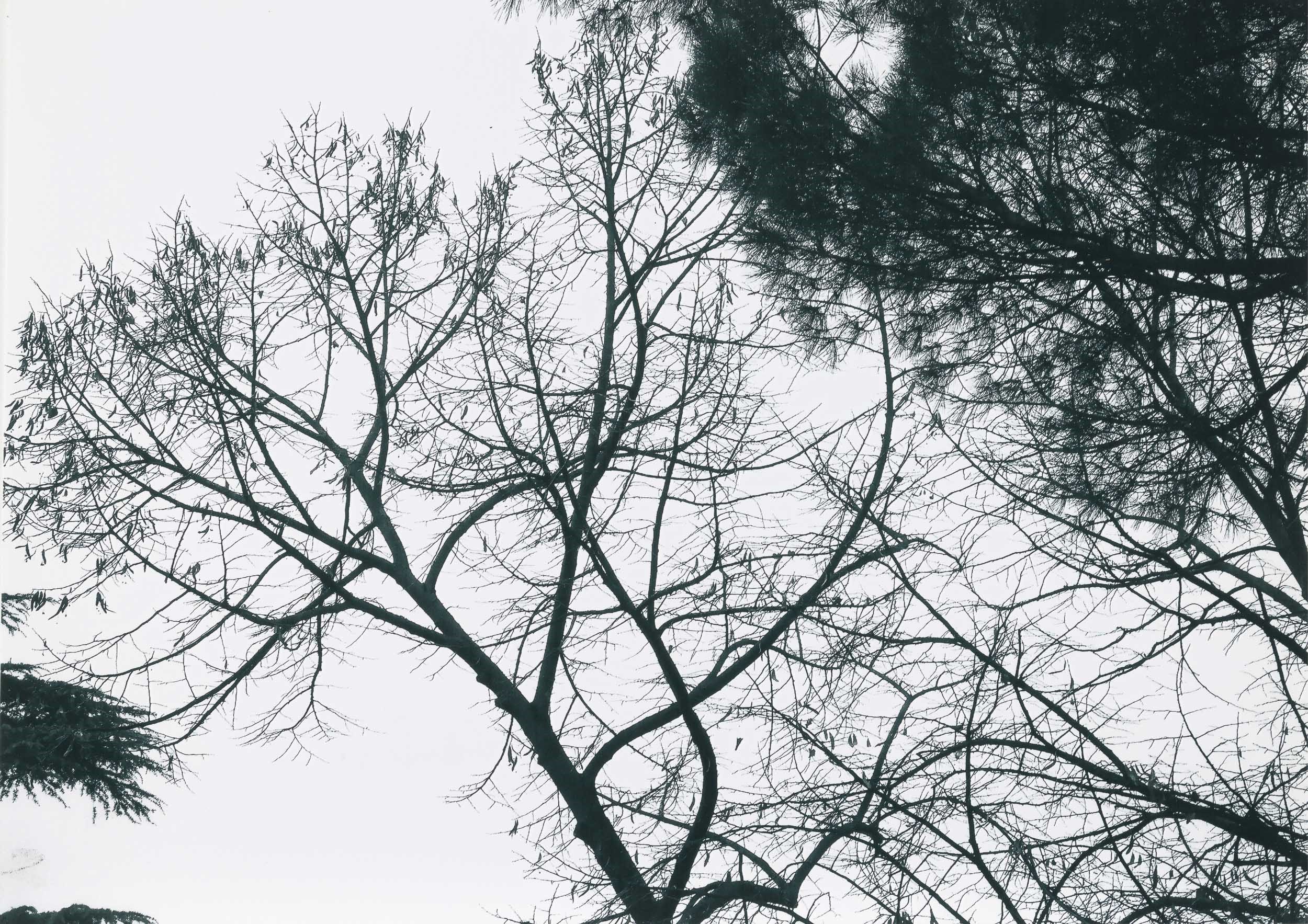 Abbas Gharib - Lotto di Due Fotografie Trees