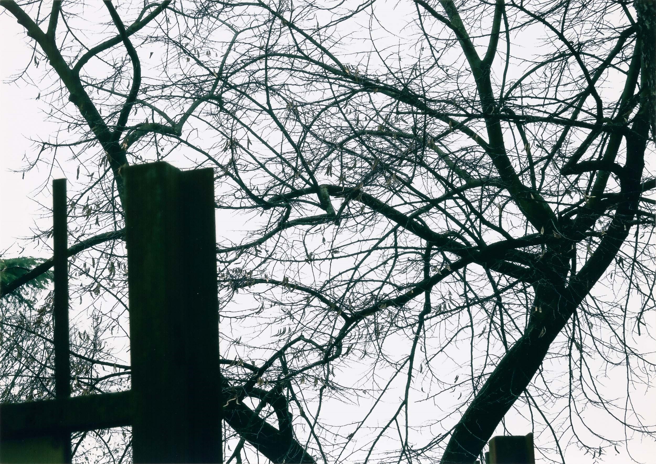 Abbas Gharib - Lotto di Due Fotografie Trees