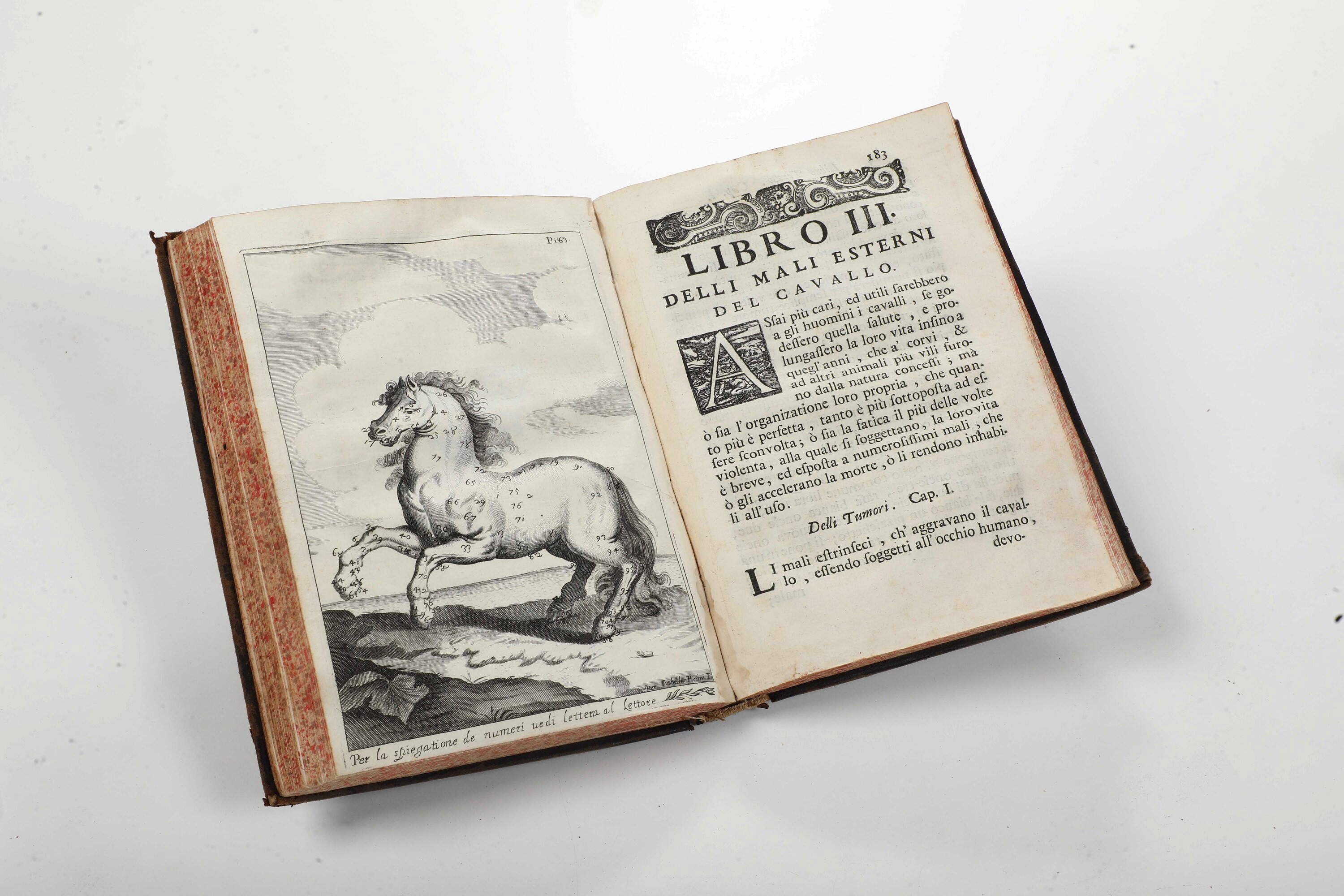 Garzoni Marino (1418-1505) L’arte di Ben Conoscere e Distinguere le Qualità dei Cavalli, Venezia,...