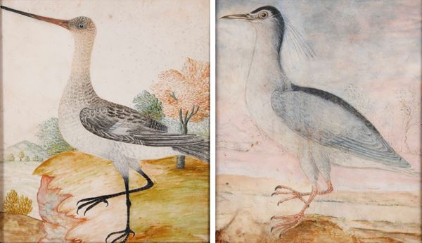Octavianus Monfort (attivo in Piemonte nel XVII secolo) - Soggetti naturalistici con volatili