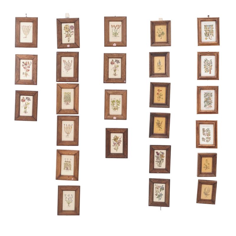 Lotto di stampe in cornice raffigurante fiori  - Asta Antiquariato - Cambi Casa d'Aste