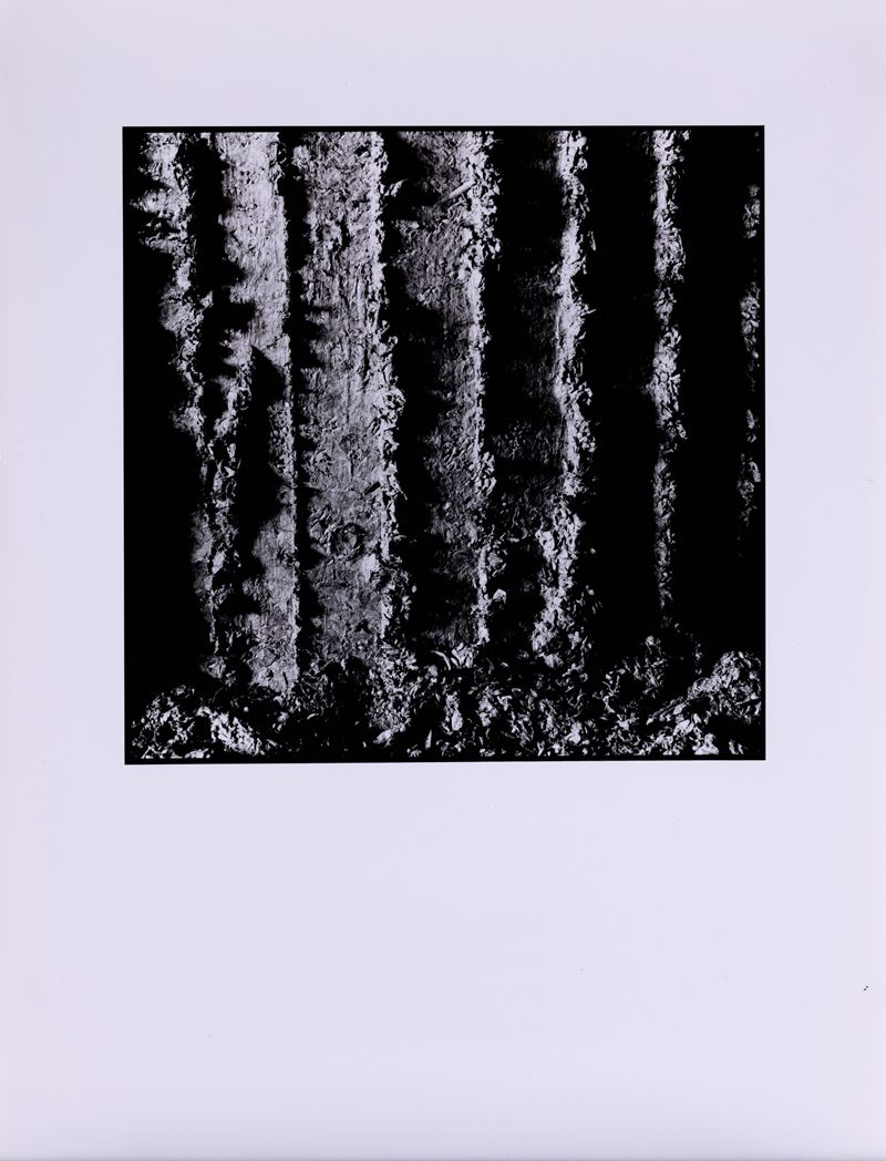 Mario Carrieri : Senza titolo  - stampa in bianco e nero - Asta Fotografia - Cambi Casa d'Aste