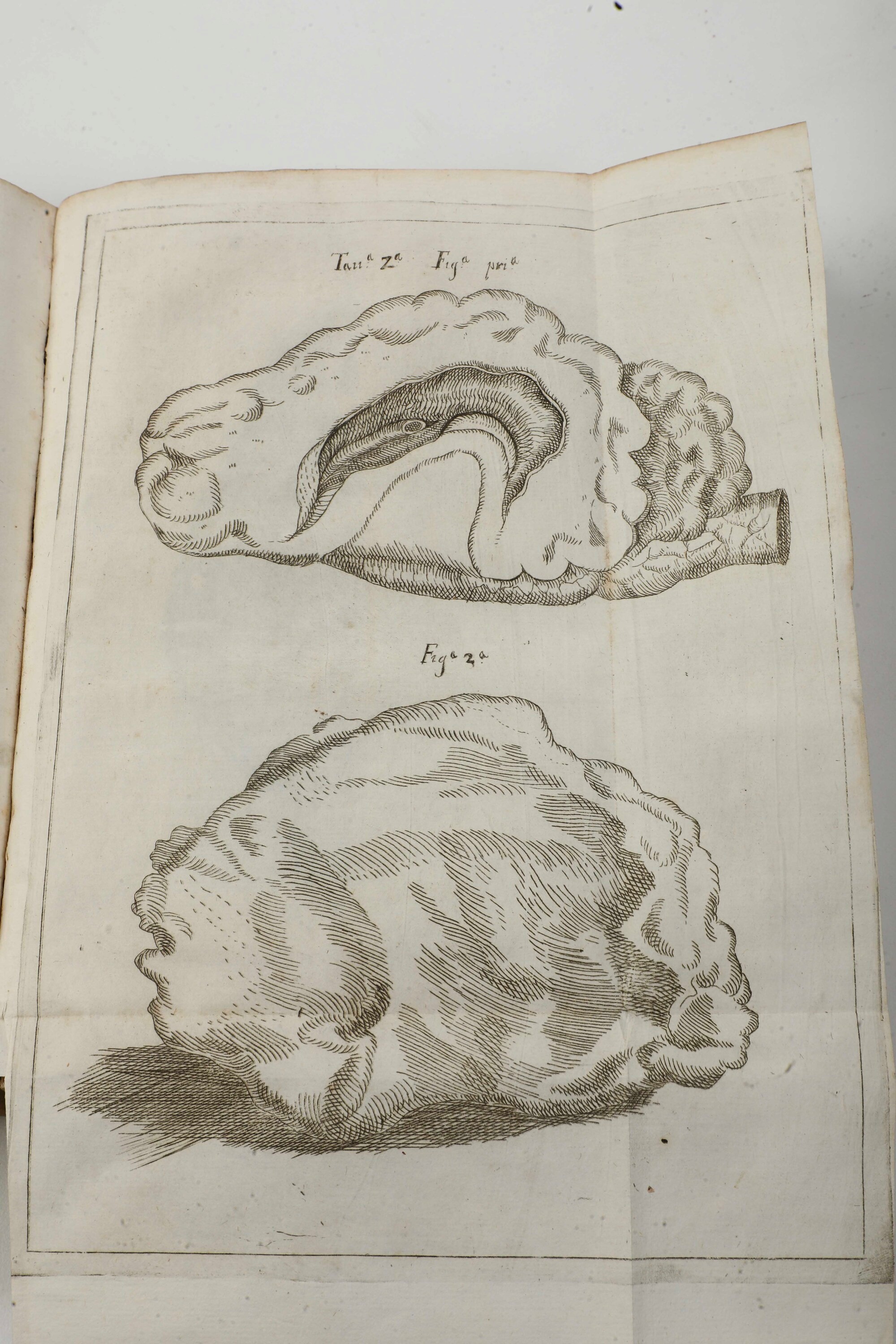 Vallisnieri Antonio (1661-1730) Considerazioni, ed Esperienze Intorno al Creduto Cervello di Bue ...