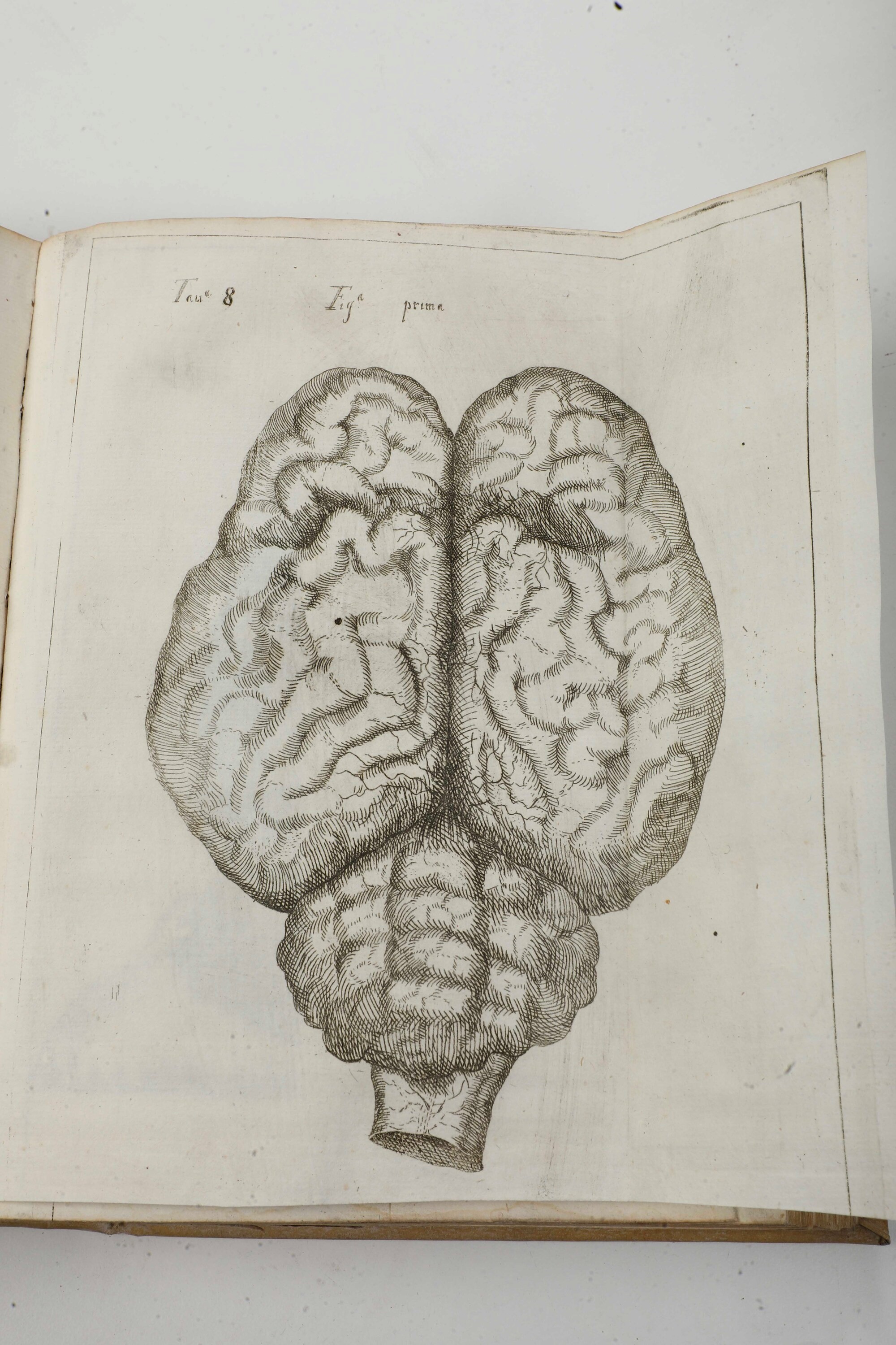 Vallisnieri Antonio (1661-1730) Considerazioni, ed Esperienze Intorno al Creduto Cervello di Bue ...