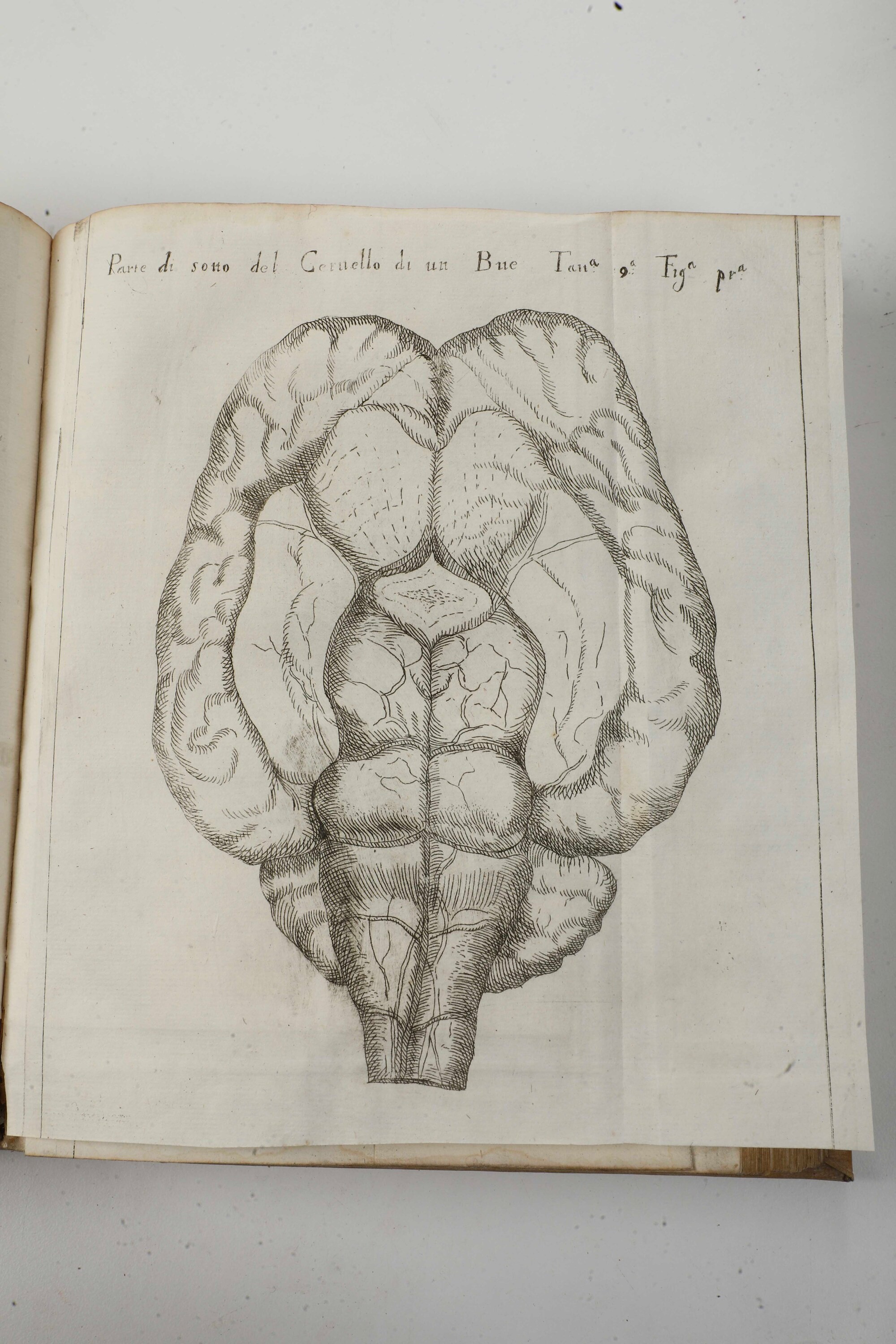 Vallisnieri Antonio (1661-1730) Considerazioni, ed Esperienze Intorno al Creduto Cervello di Bue ...
