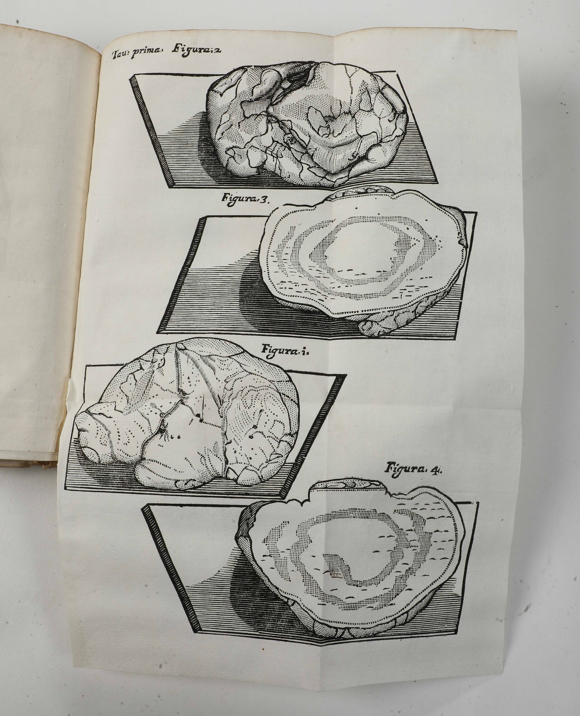 Vallisnieri Antonio (1661-1730) Considerazioni, ed Esperienze Intorno al Creduto Cervello di Bue ...