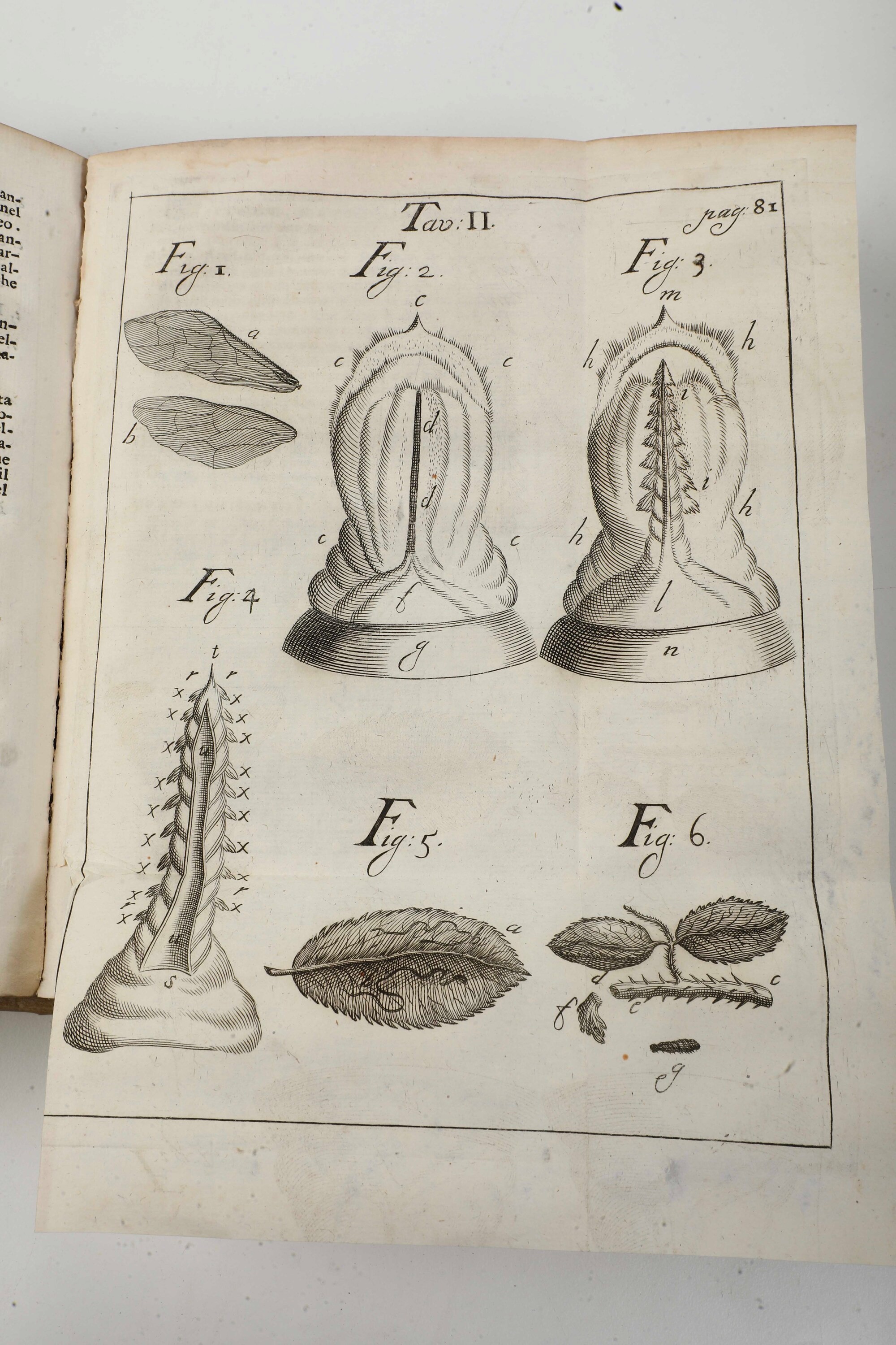 Vallisnieri Antonio (1661-1730) Considerazioni, ed Esperienze Intorno al Creduto Cervello di Bue ...