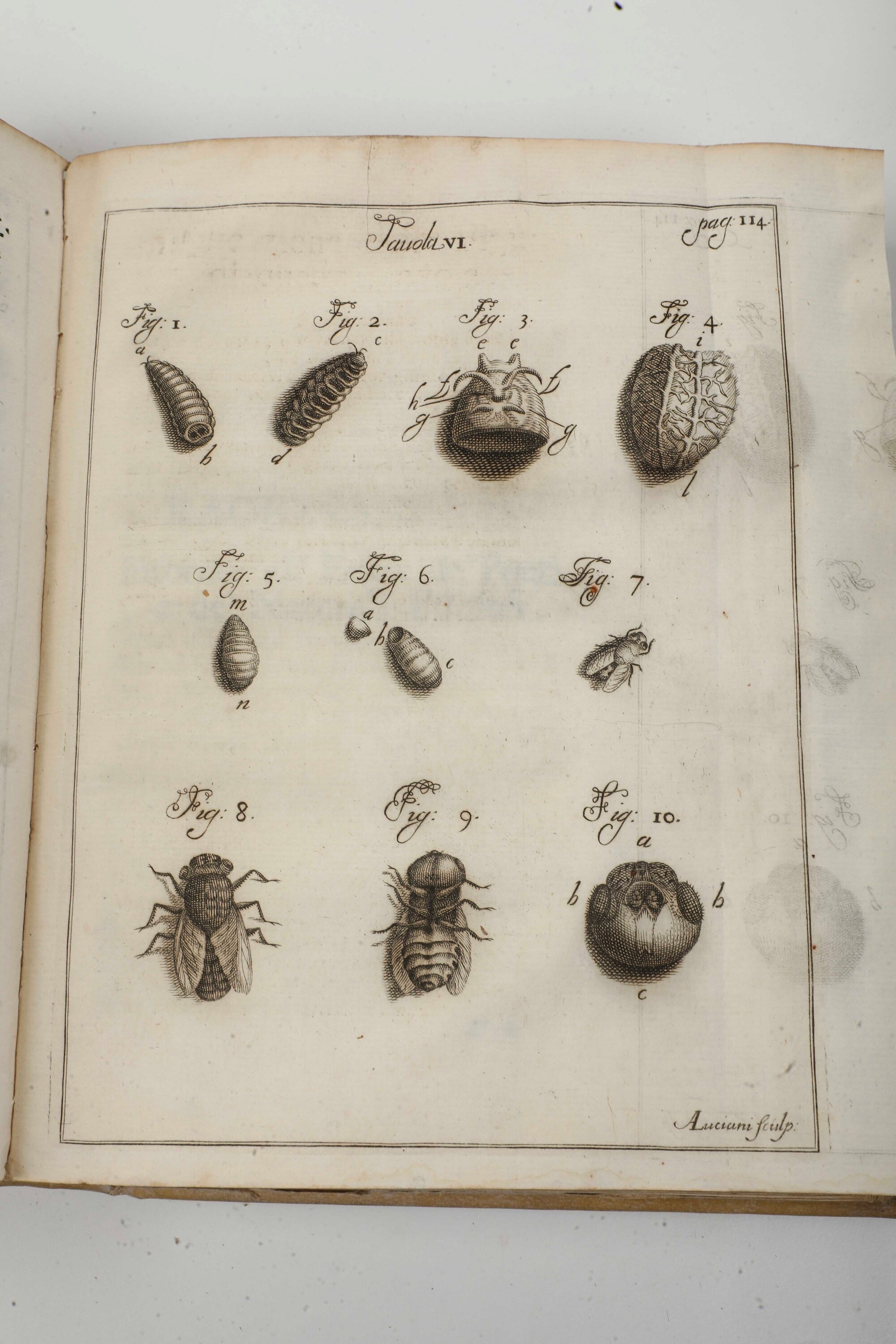 Vallisnieri Antonio (1661-1730) Considerazioni, ed Esperienze Intorno al Creduto Cervello di Bue ...