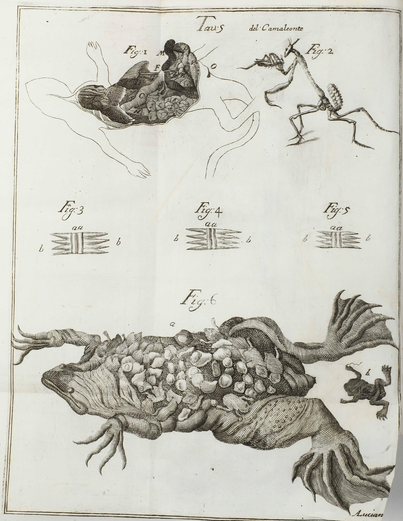 Vallisnieri Antonio (1661-1730) Opere Diverse... Cioè: I, Istoria del Camaleonte Affricano e Vari...