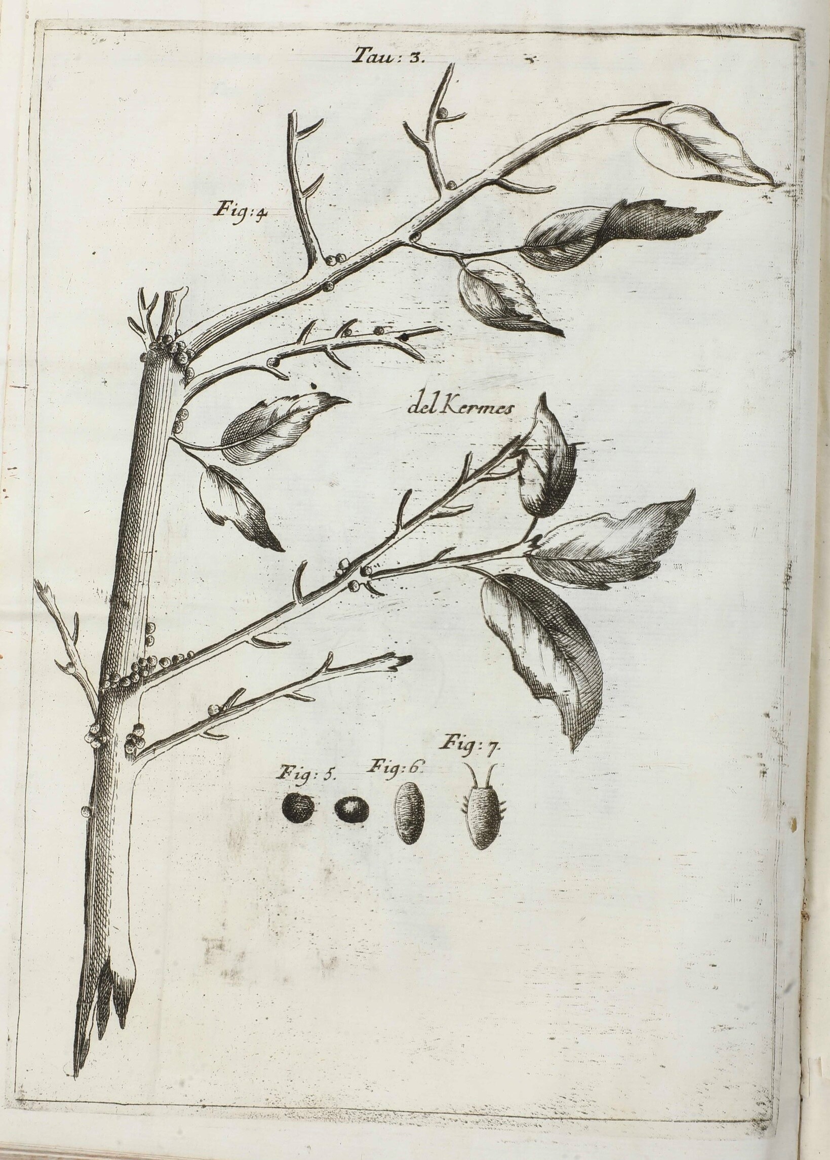 Vallisnieri Antonio (1661-1730) Opere Diverse... Cioè: I, Istoria del Camaleonte Affricano e Vari...
