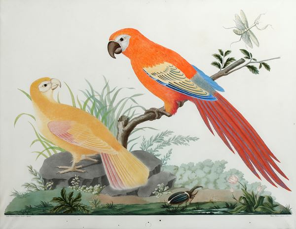 Raineri Vittorio (1797-1869) da Raineri Antonio (1765-1826) Due pappagalli, una mantide in volo e uno scarabeo