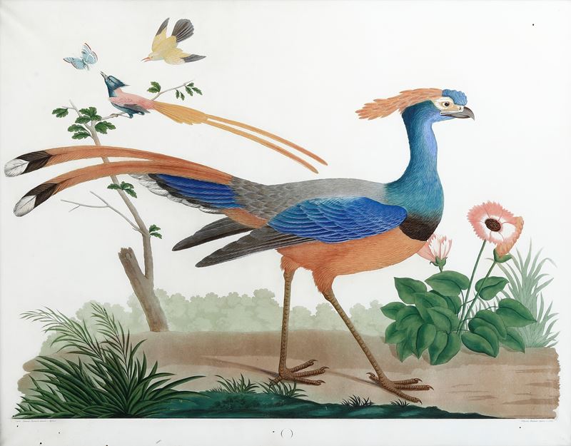 Raineri Vittorio (1797-1869) da  Raineri Antonio (1765-1826) Uccello del paradiso  - Auction Old and Rare Books - Cambi Casa d'Aste