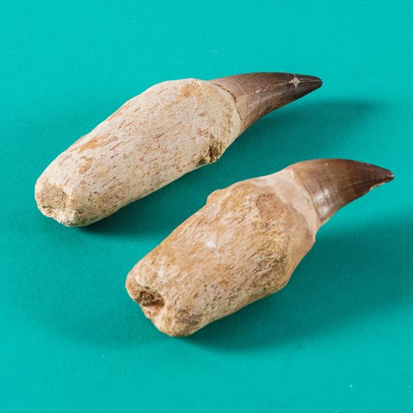 Due grandi denti di Mosasauro sp. (12 e 10 cm) Leiodon Anceps