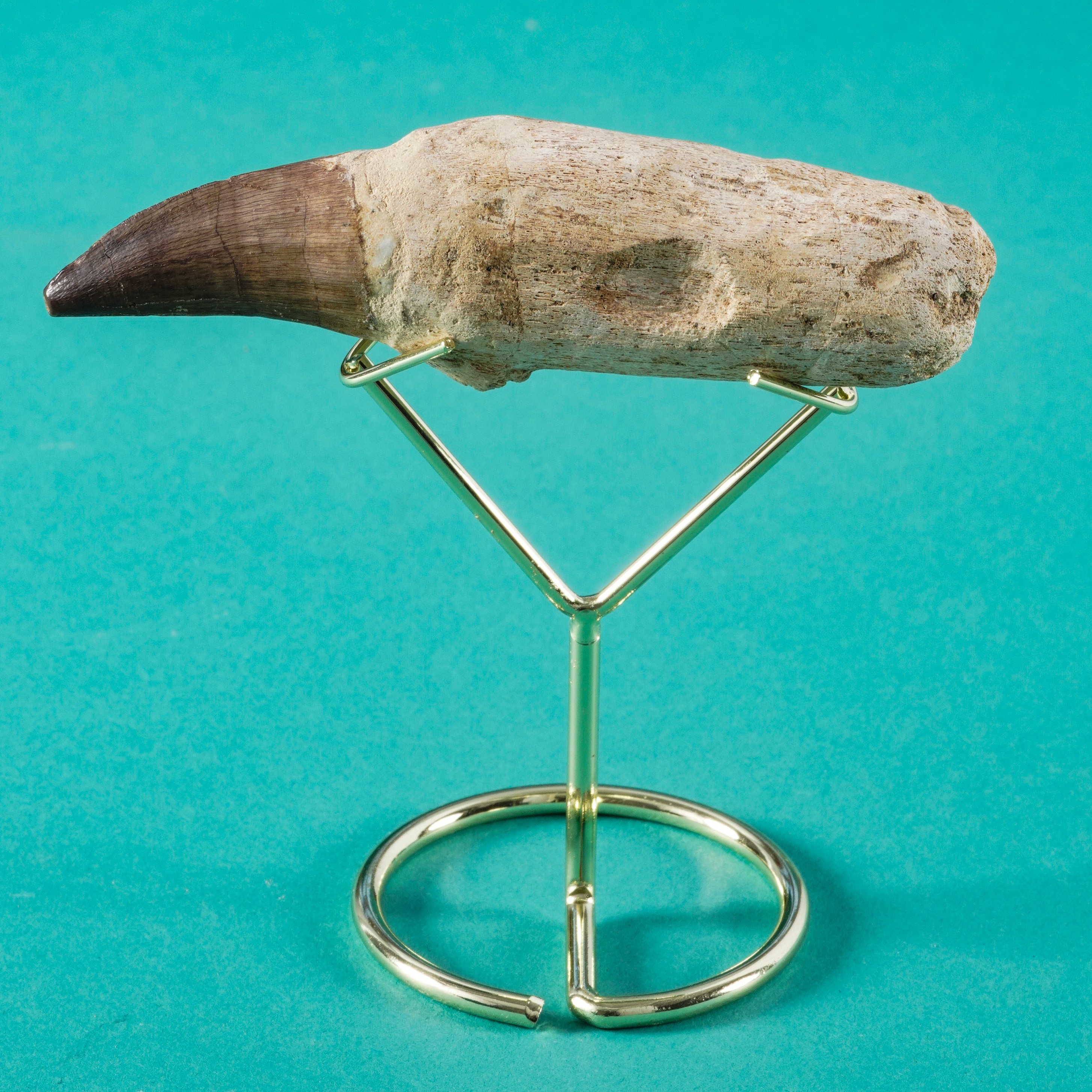 Due Grandi Denti di Mosasauro Sp. (12 e 10 CM)leiodon Anceps