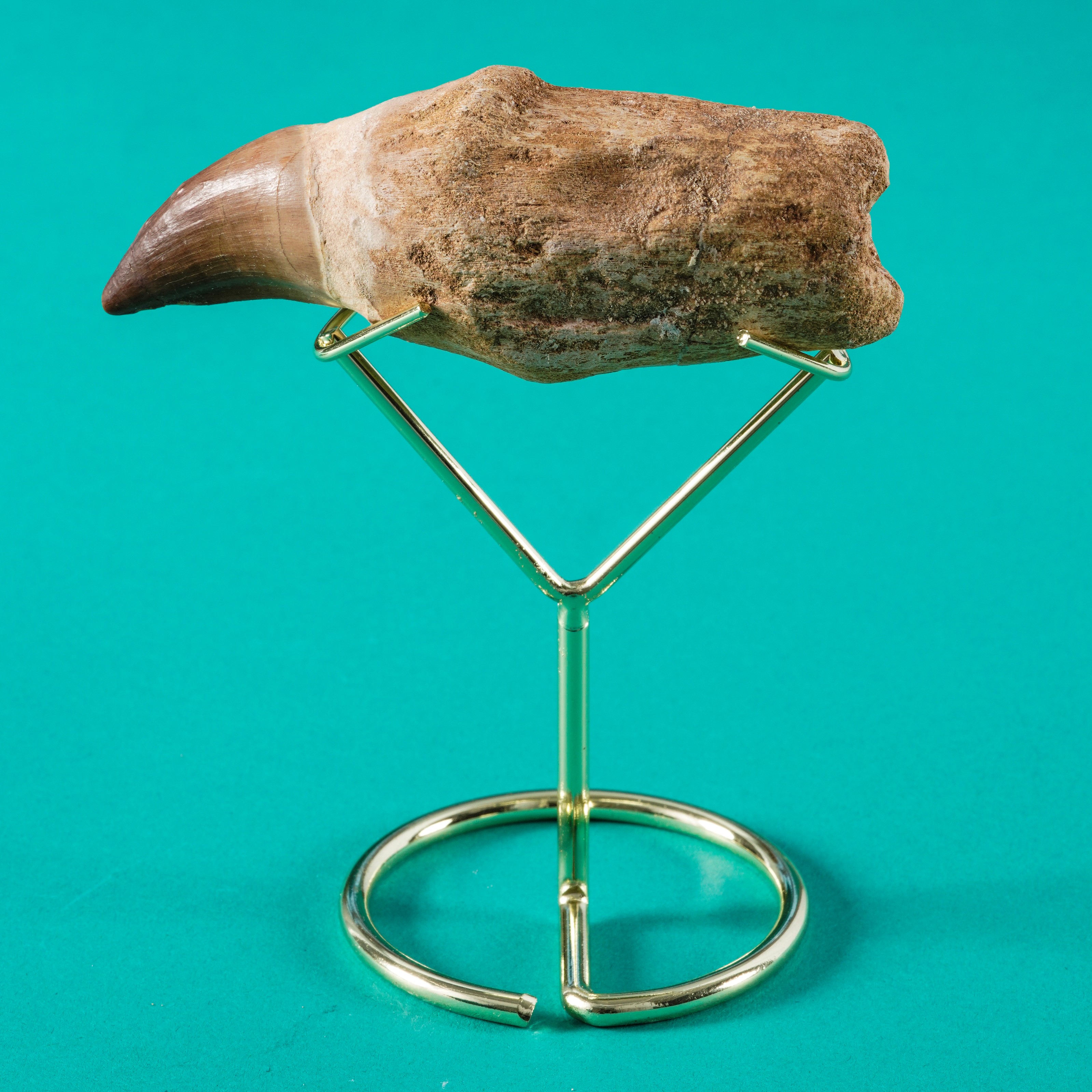 Due Grandi Denti di Mosasauro Sp. (12 e 10 CM)leiodon Anceps