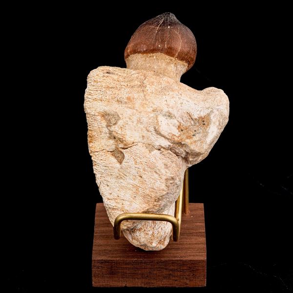 Pezzo di mascella di Igdamanosaurus (Globidens) aegyptiacus sp. di grandi dimensioni, con radice