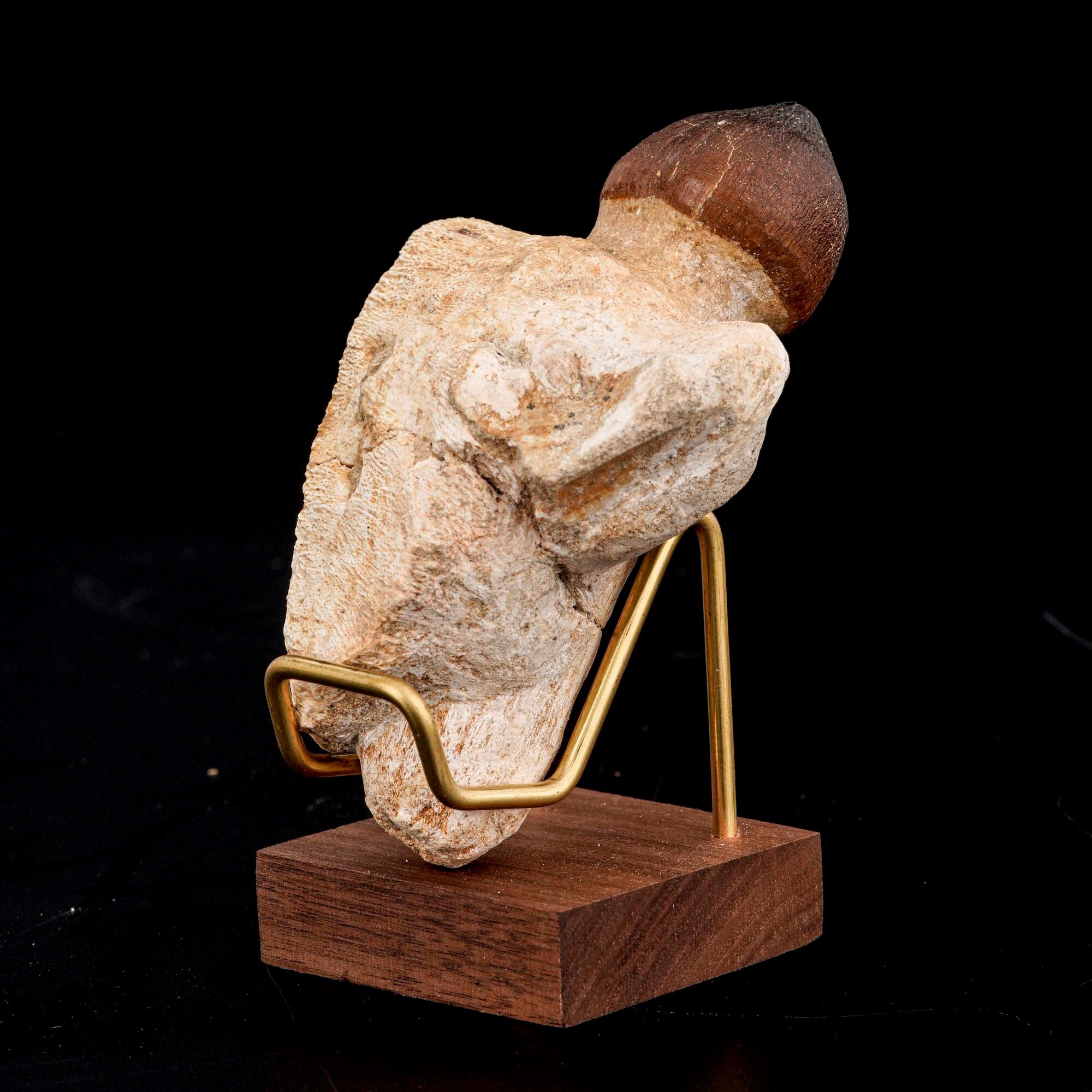 Pezzo di Mascella di Igdamanosaurus (globidens) Aegyptiacus Sp. di Grandi Dimensioni, con Radice