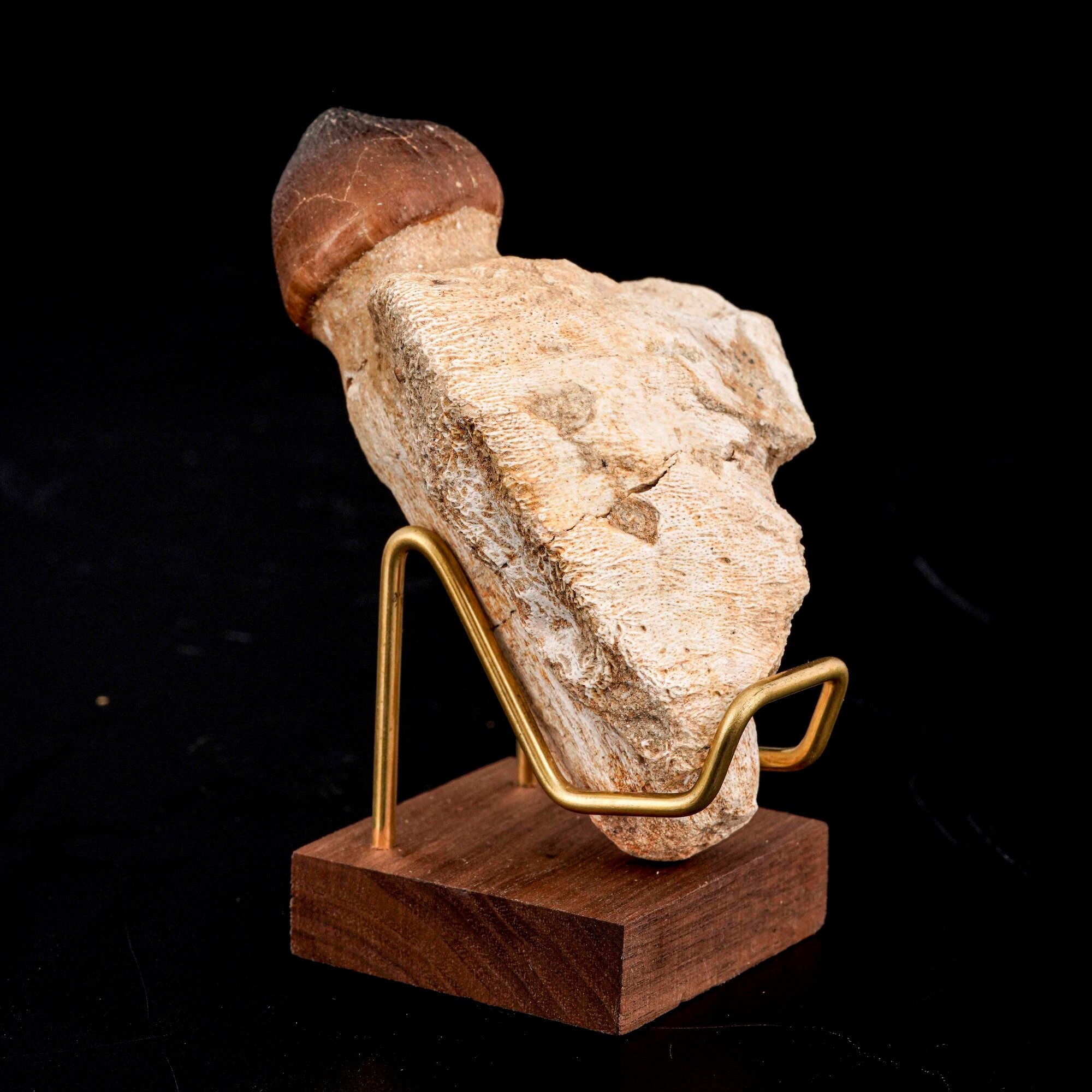 Pezzo di Mascella di Igdamanosaurus (globidens) Aegyptiacus Sp. di Grandi Dimensioni, con Radice