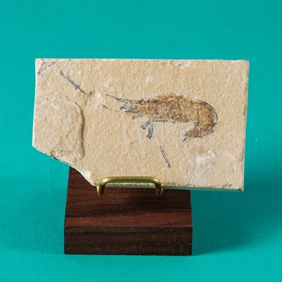 Particolare Lastra con Gamberocarpopenaeus Callirostris