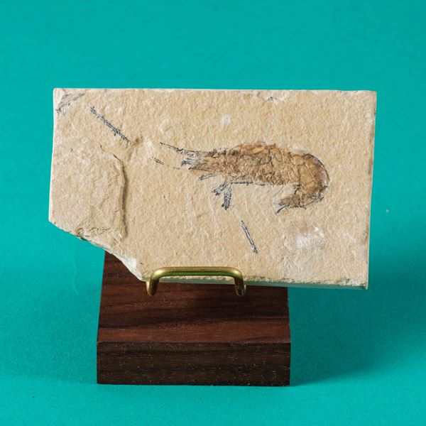 Particolare lastra con Gambero Carpopenaeus callirostris