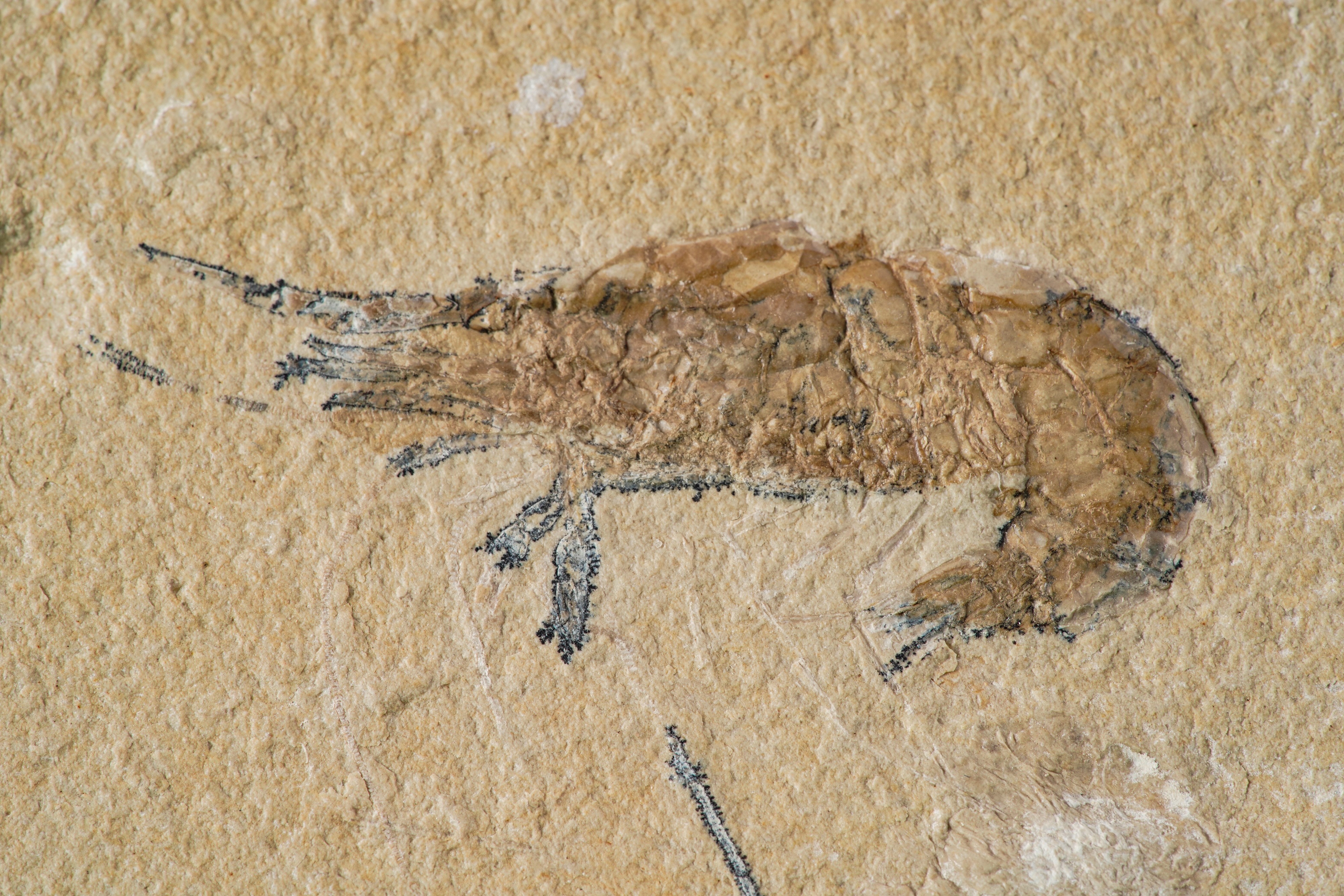 Particolare Lastra con Gamberocarpopenaeus Callirostris