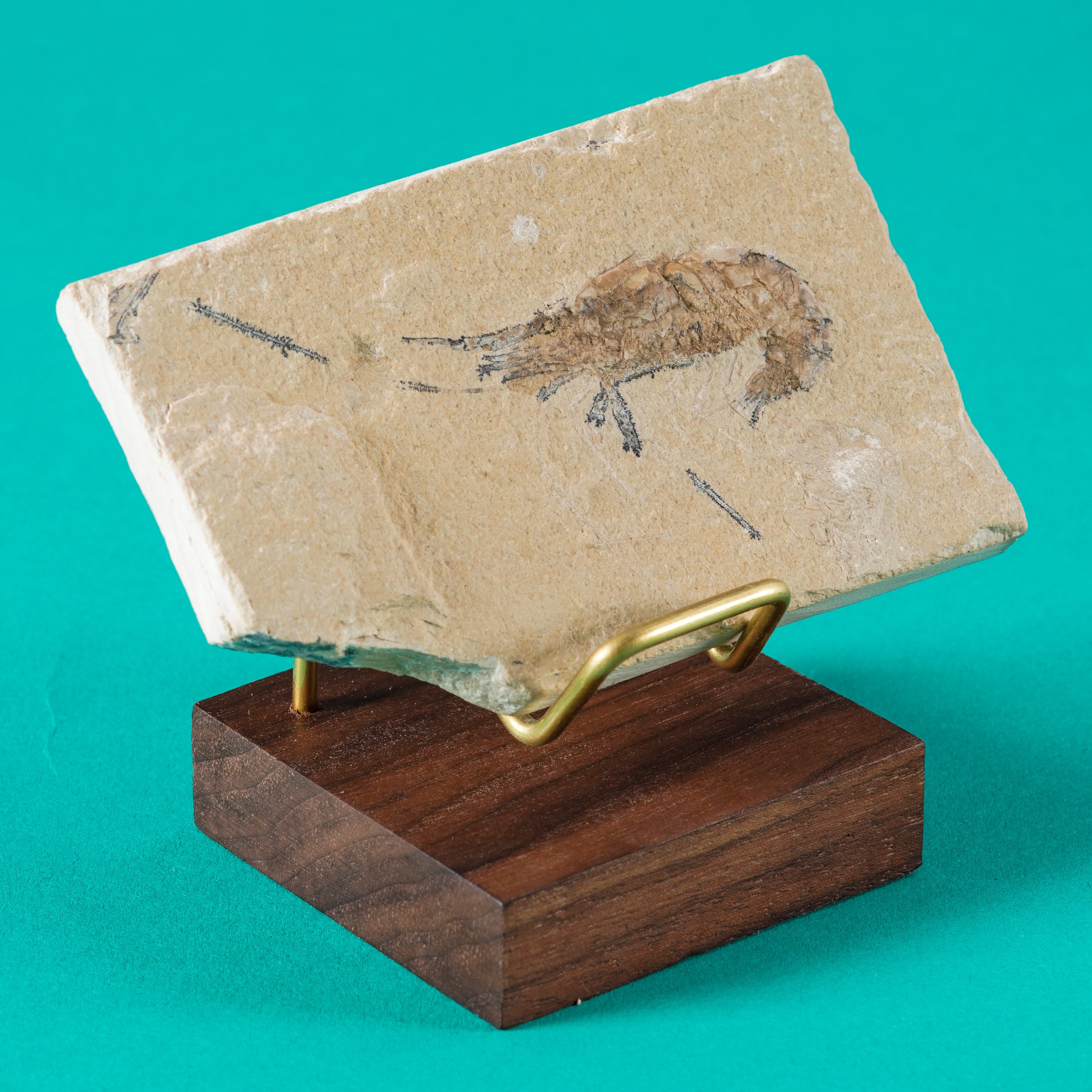 Particolare Lastra con Gamberocarpopenaeus Callirostris