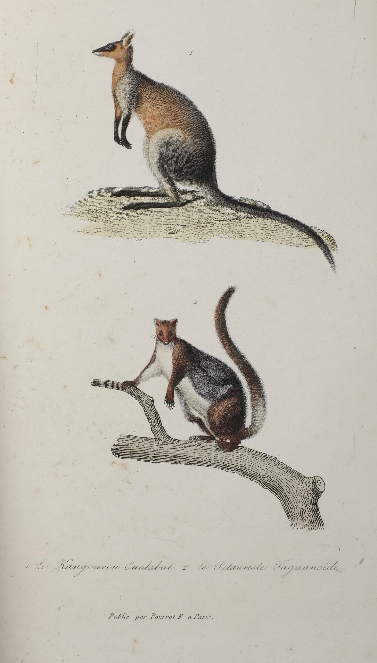 Lesson René Primevère (1794-1849) Voyage Autour Du Monde Sur la Corvette la Coquille Exécuté Par ...