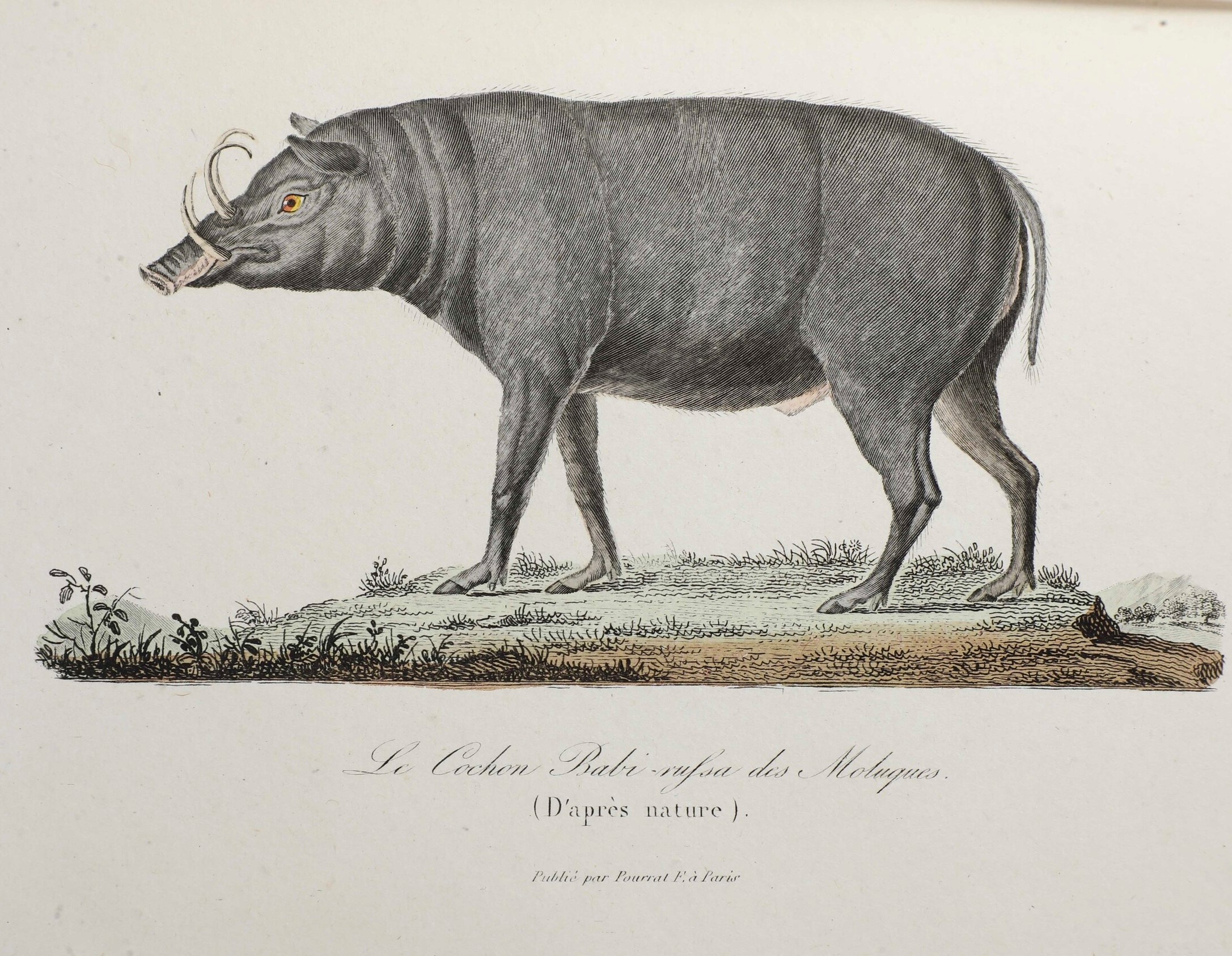 Lesson René Primevère (1794-1849) Voyage Autour Du Monde Sur la Corvette la Coquille Exécuté Par ...