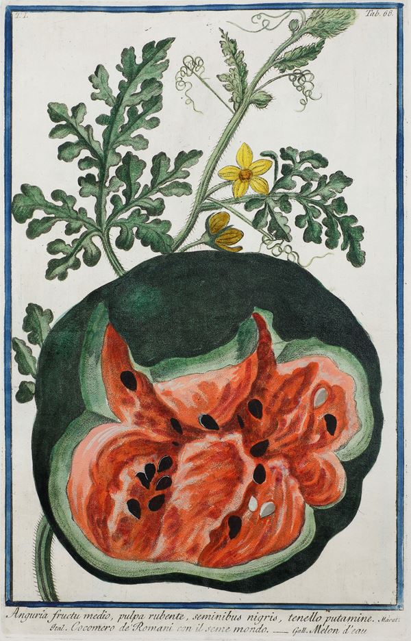 Bonelli Giorgio (1724-1803) - Martelli Niccolò (1735-1829) Hortus Romanus iuxta systema tournefortianum  [..]