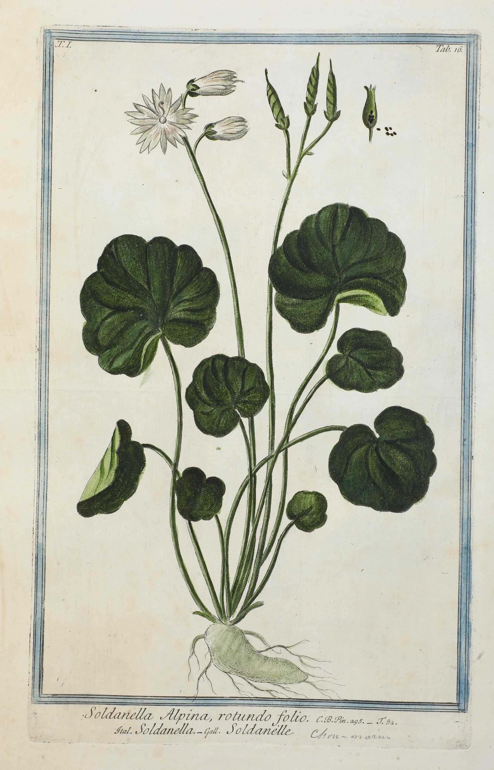 Bonelli Giorgio (1724-1803) - Martelli Niccolò (1735-1829) Hortus Romanus Iuxta Systema Tournefor...
