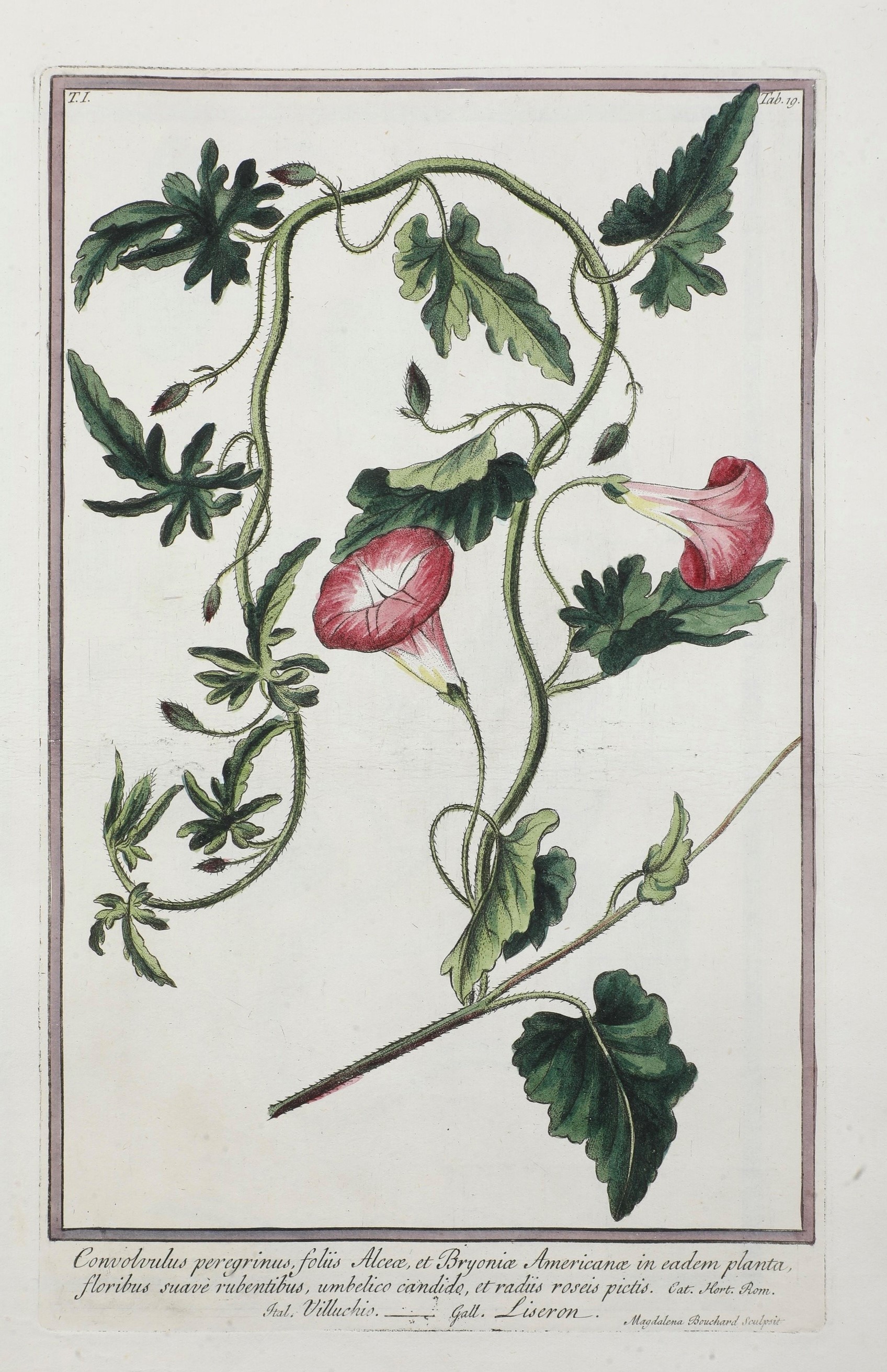 Bonelli Giorgio (1724-1803) - Martelli Niccolò (1735-1829) Hortus Romanus Iuxta Systema Tournefor...