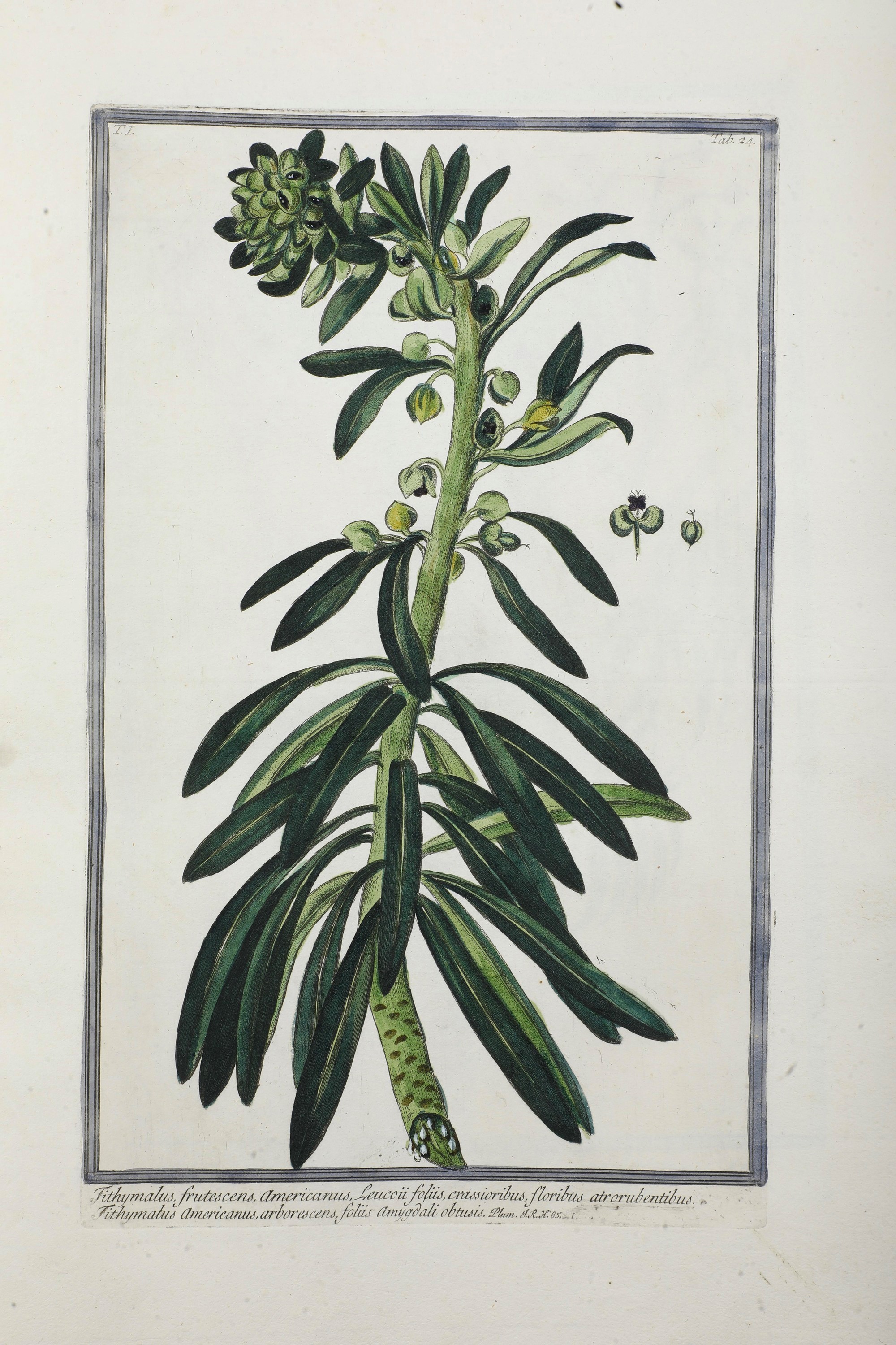 Bonelli Giorgio (1724-1803) - Martelli Niccolò (1735-1829) Hortus Romanus Iuxta Systema Tournefor...