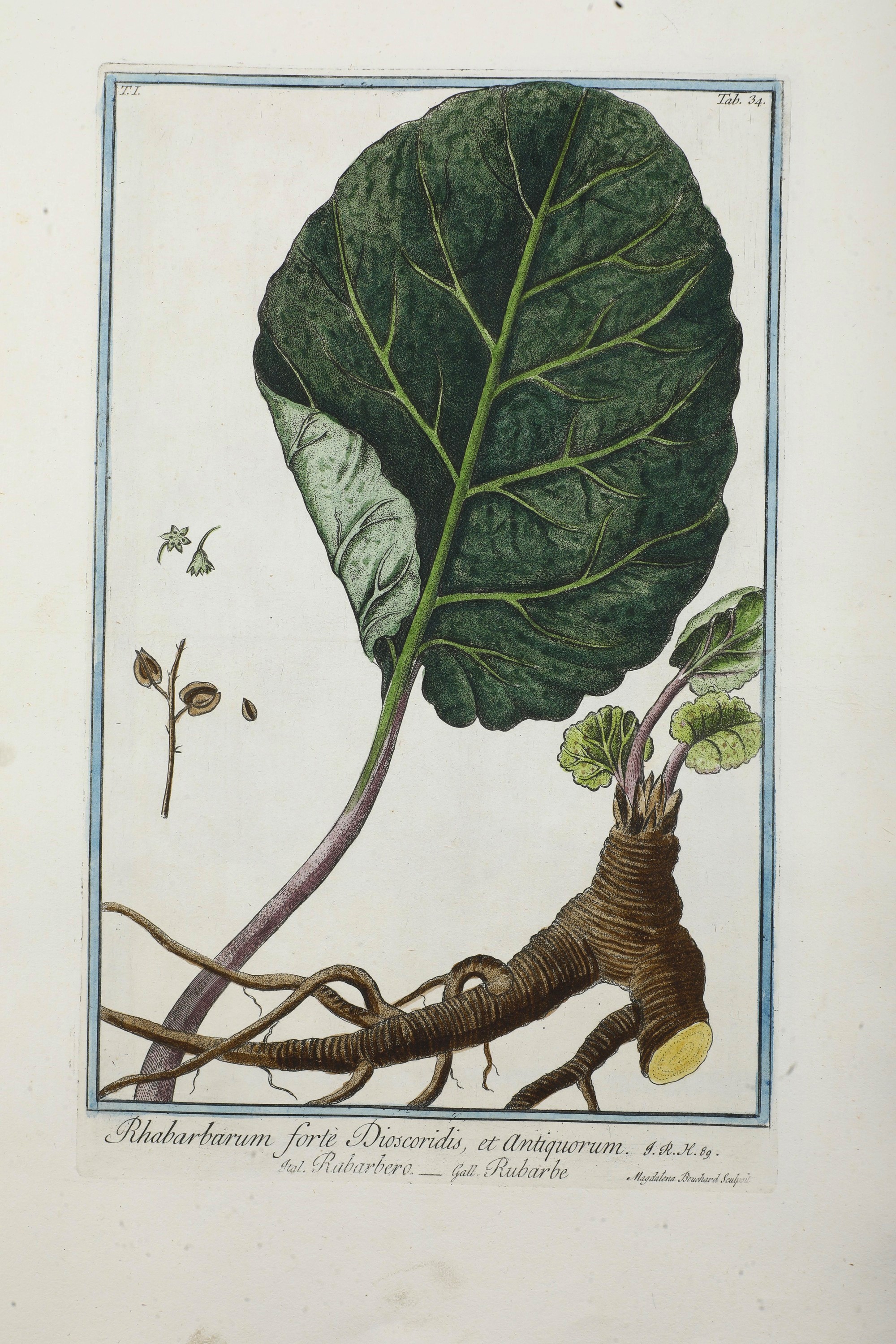 Bonelli Giorgio (1724-1803) - Martelli Niccolò (1735-1829) Hortus Romanus Iuxta Systema Tournefor...