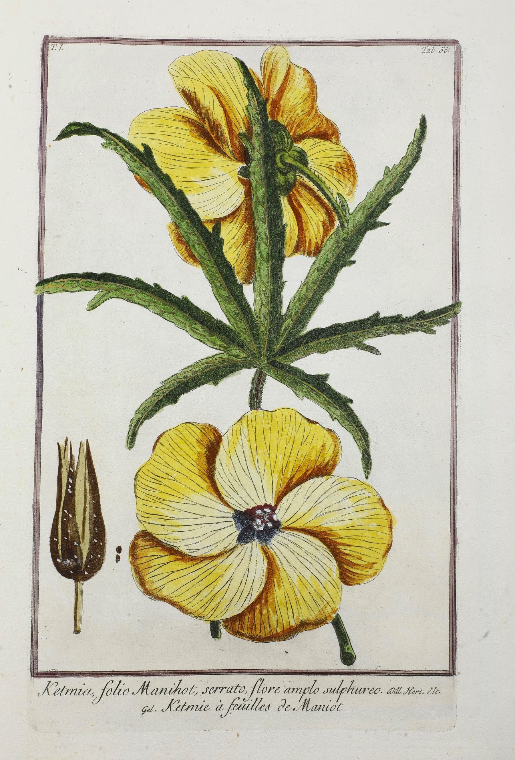 Bonelli Giorgio (1724-1803) - Martelli Niccolò (1735-1829) Hortus Romanus Iuxta Systema Tournefor...