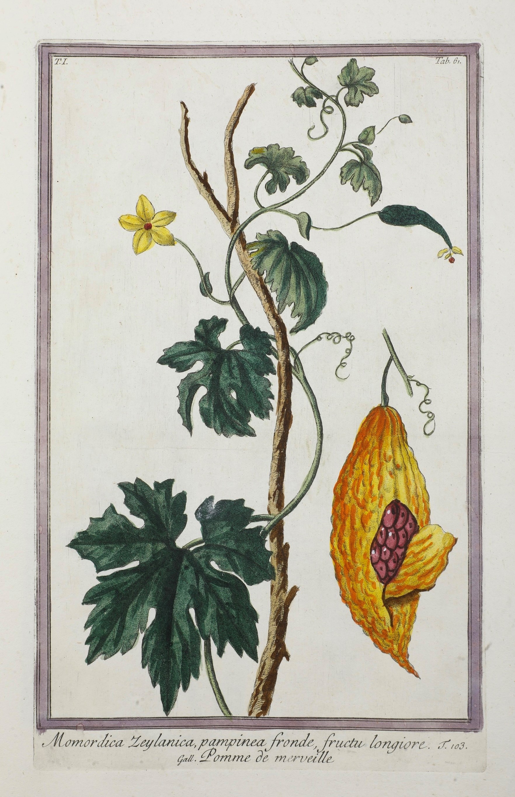 Bonelli Giorgio (1724-1803) - Martelli Niccolò (1735-1829) Hortus Romanus Iuxta Systema Tournefor...