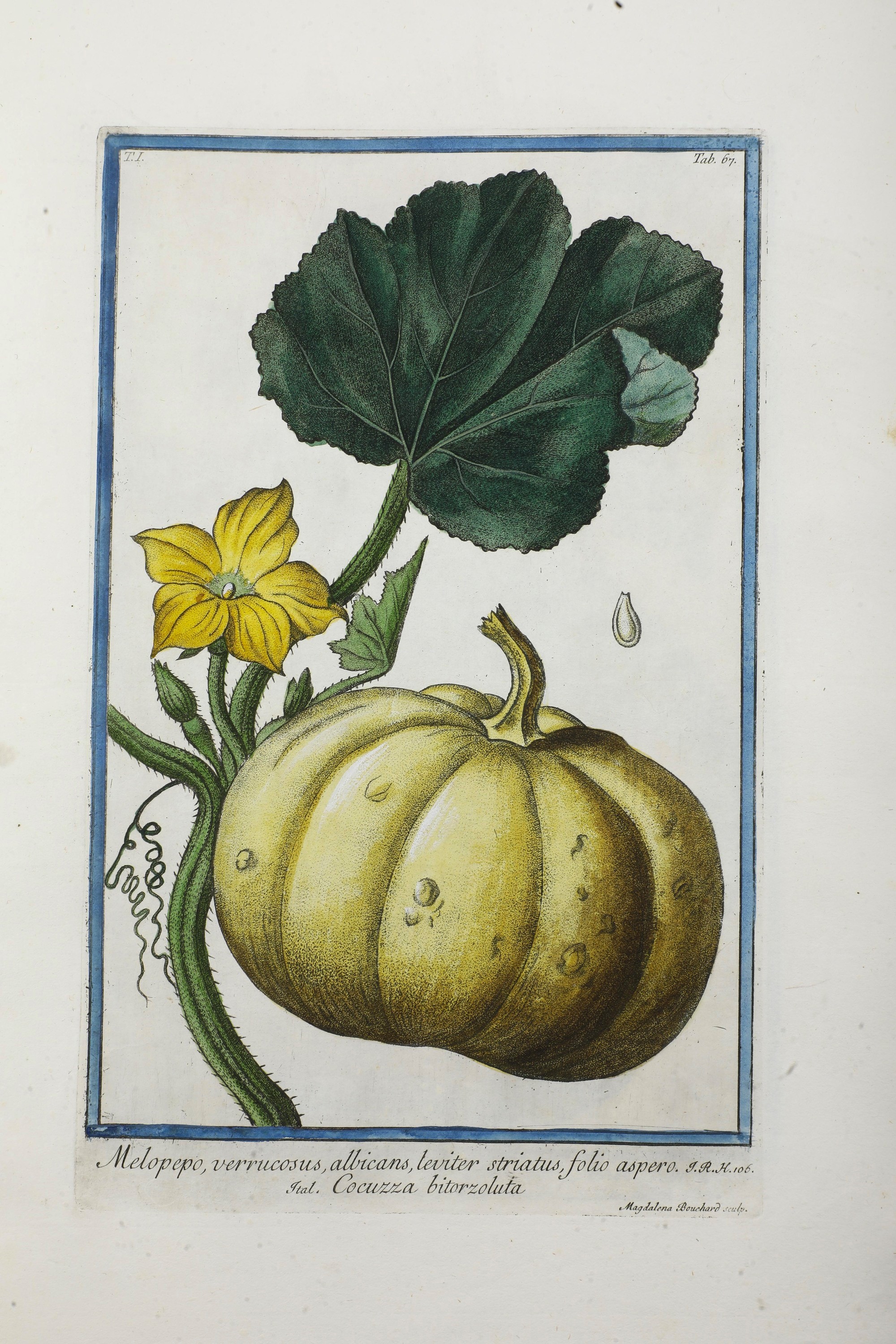 Bonelli Giorgio (1724-1803) - Martelli Niccolò (1735-1829) Hortus Romanus Iuxta Systema Tournefor...