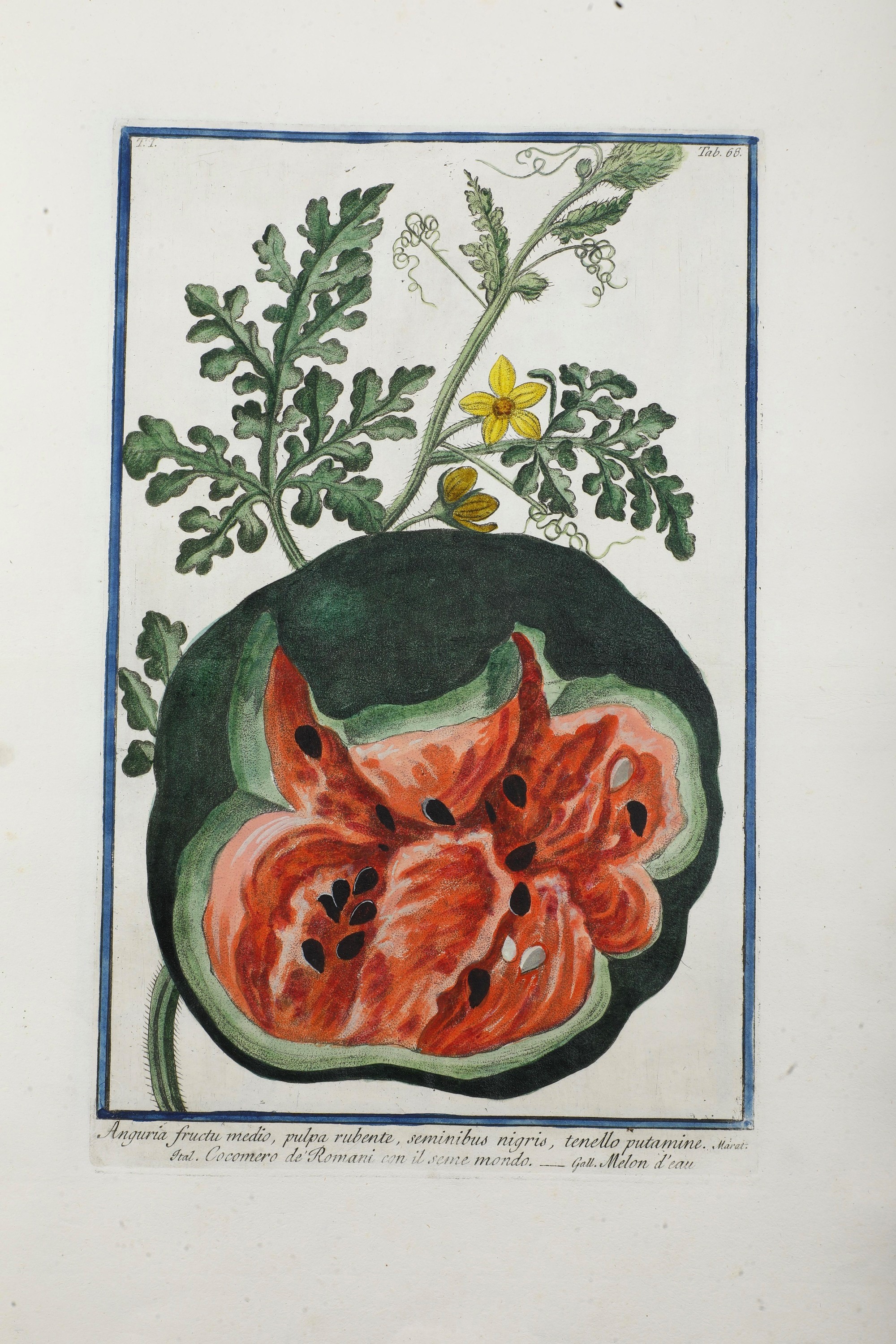 Bonelli Giorgio (1724-1803) - Martelli Niccolò (1735-1829) Hortus Romanus Iuxta Systema Tournefor...
